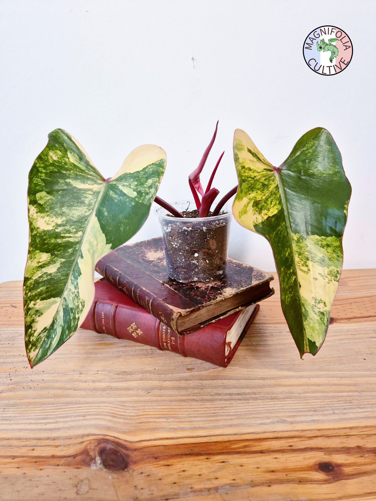 Philodendron 'Strawberry Shake'
