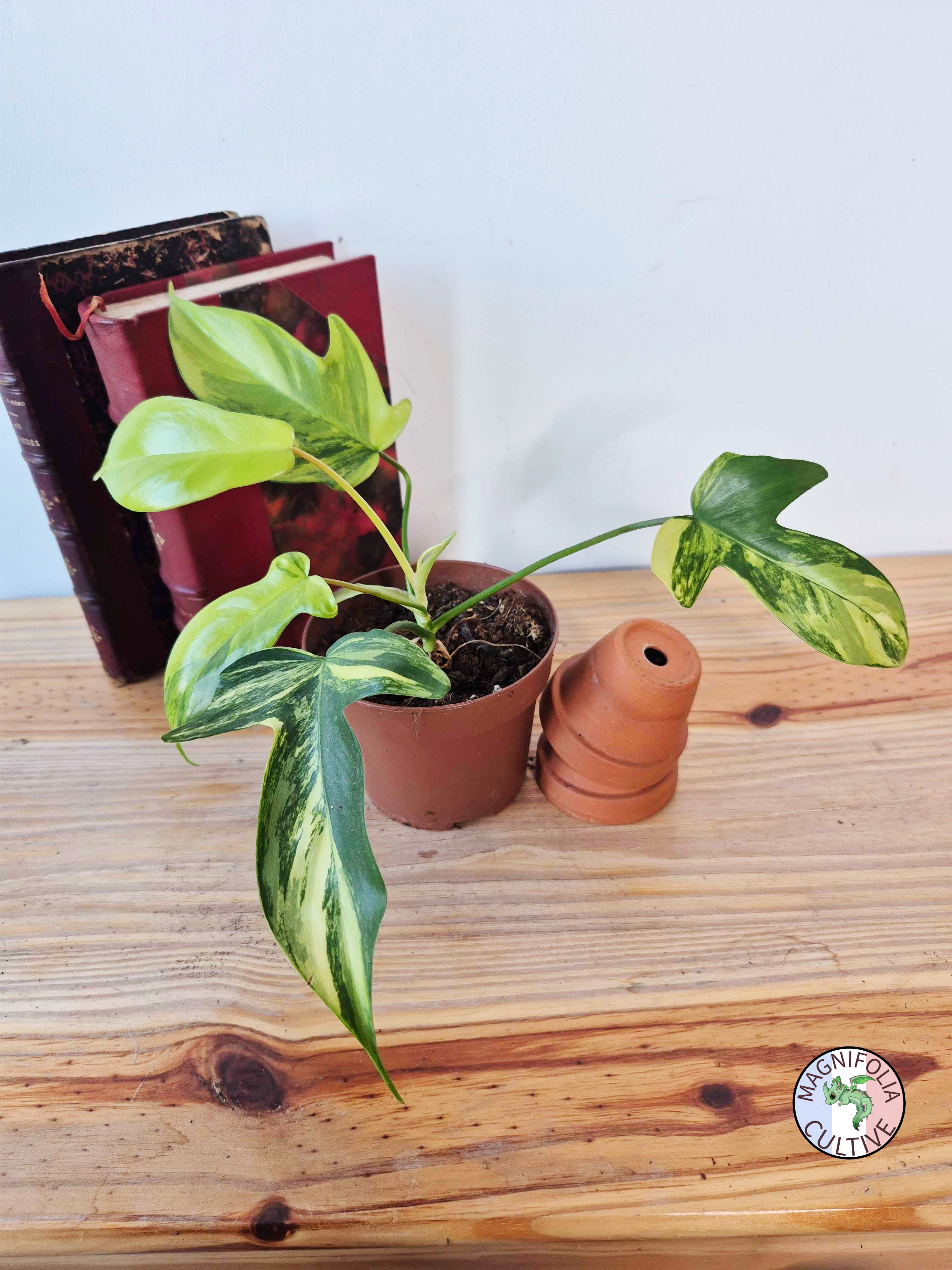 Philodendron "Florida Beauty"