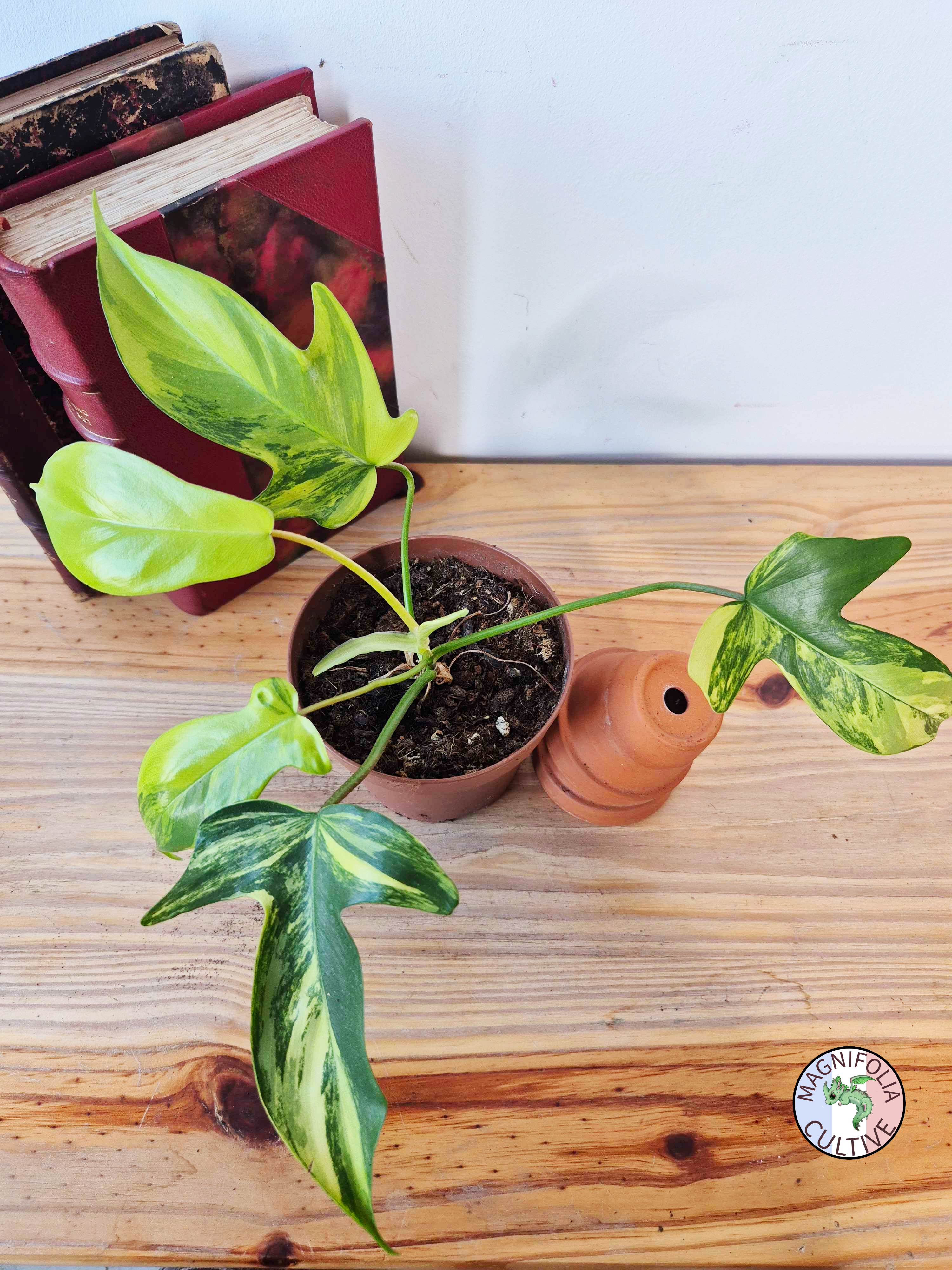 Philodendron "Florida Beauty"