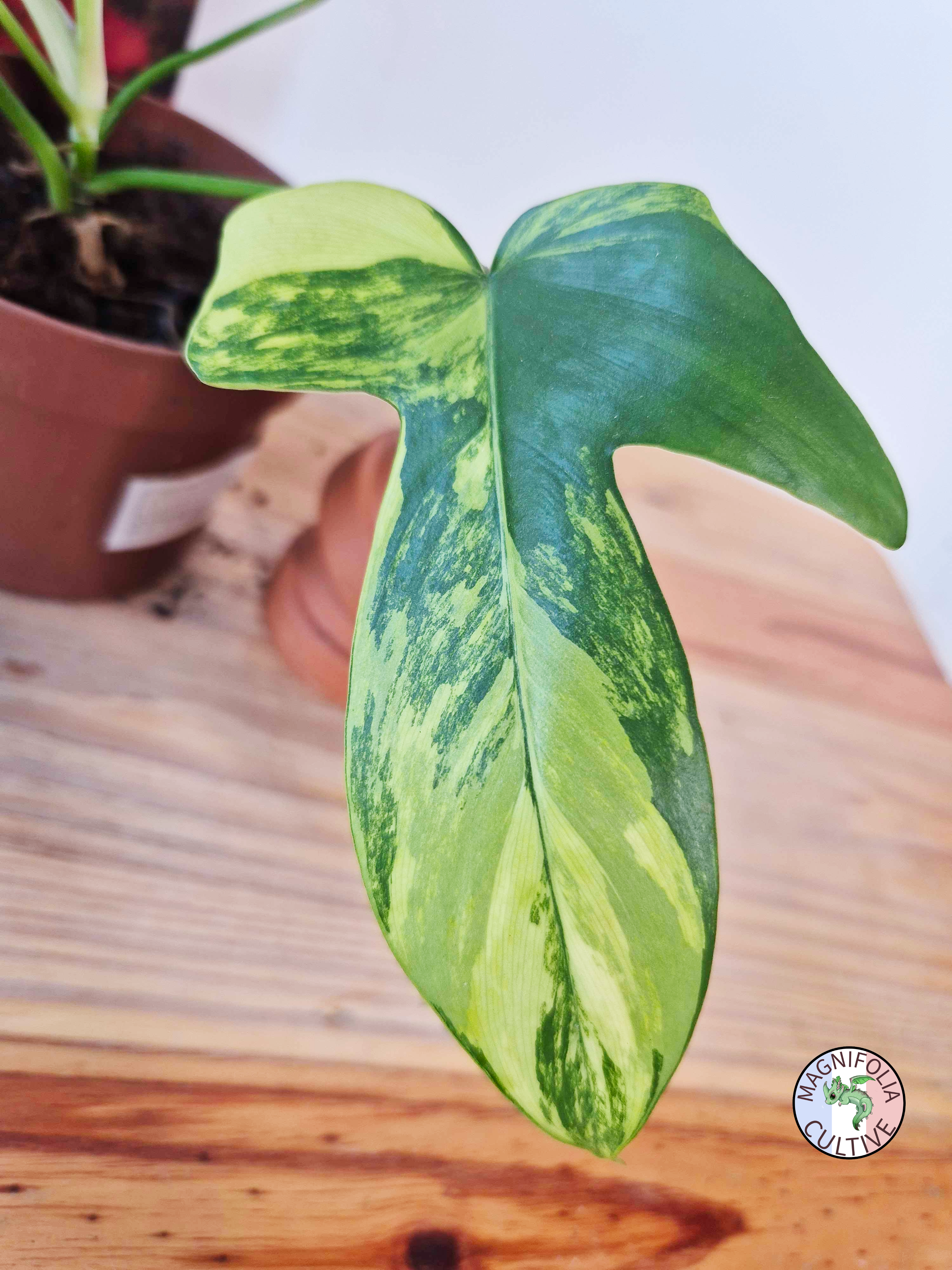 Philodendron "Florida Beauty"