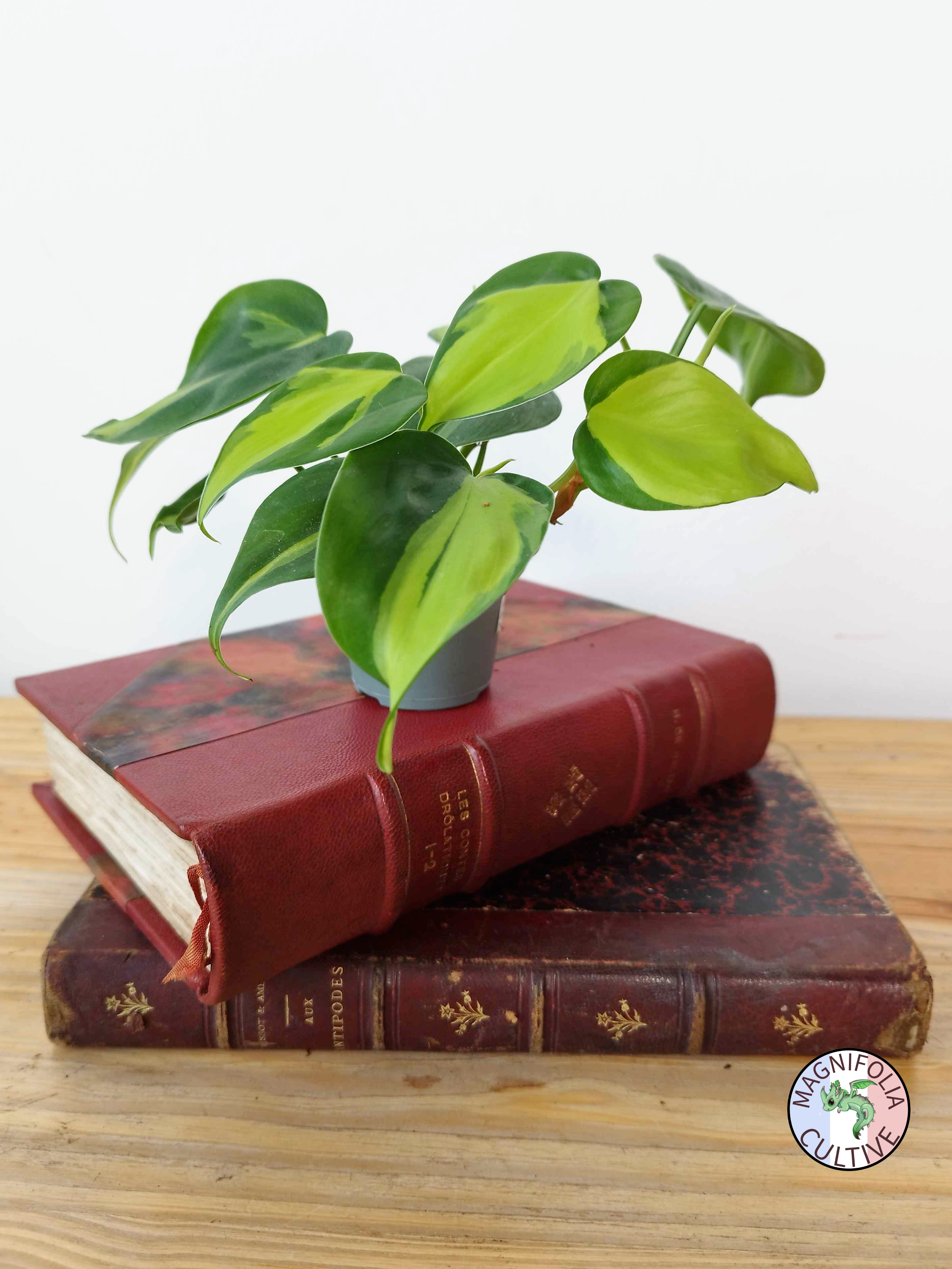 Philodendron hederaceum 'Brasil'