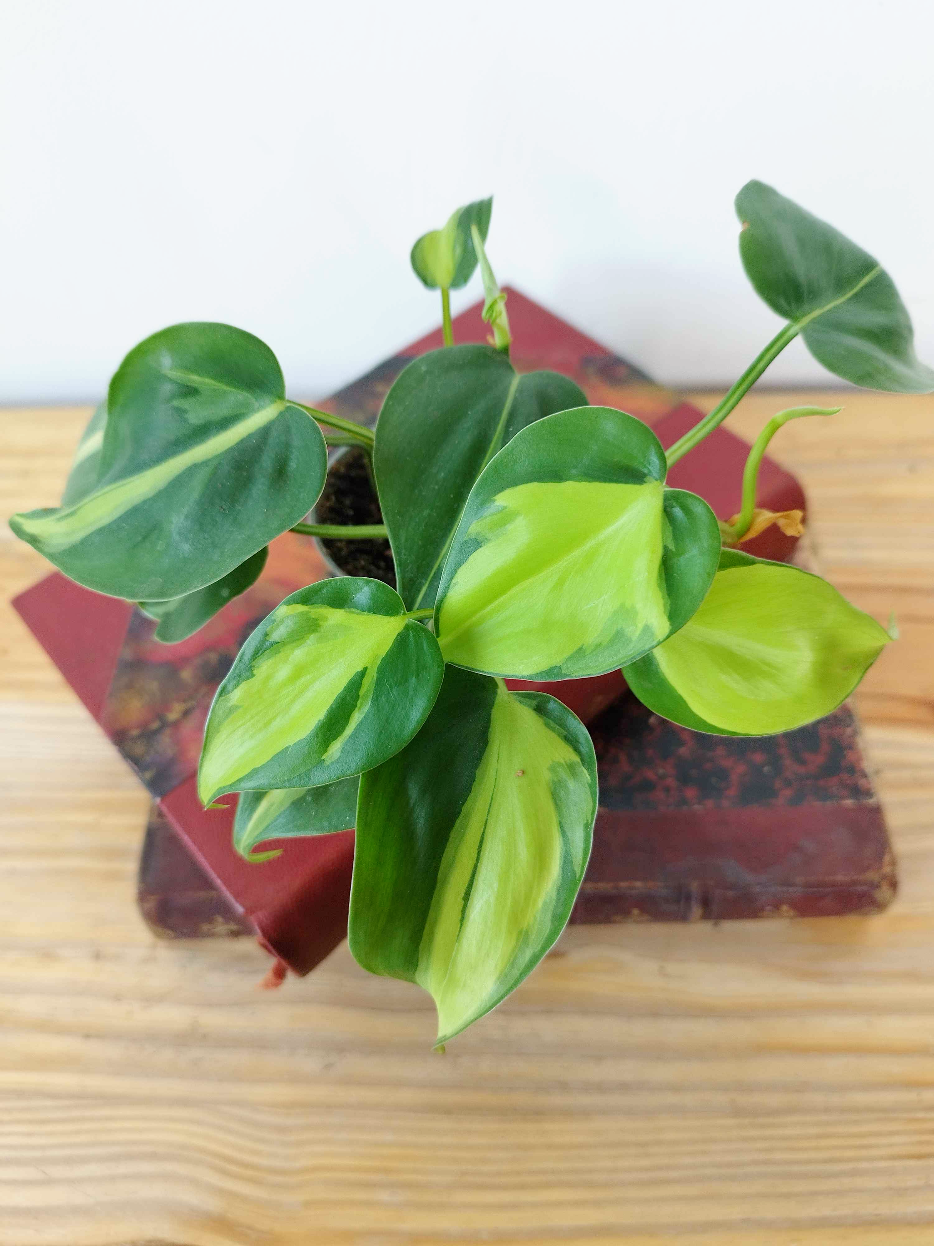 Philodendron hederaceum 'Brasil'