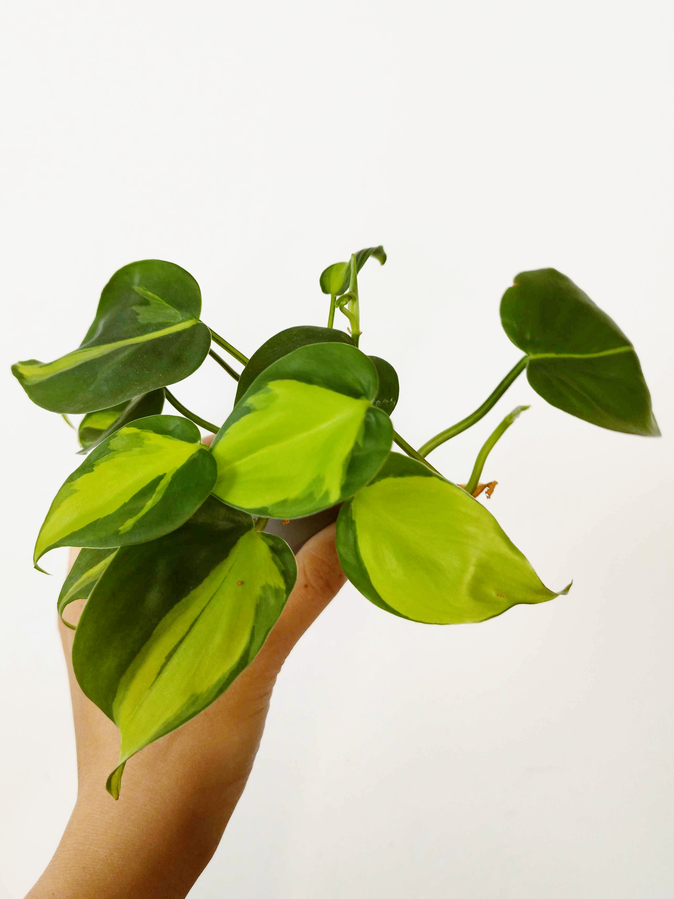 Philodendron hederaceum 'Brasil'