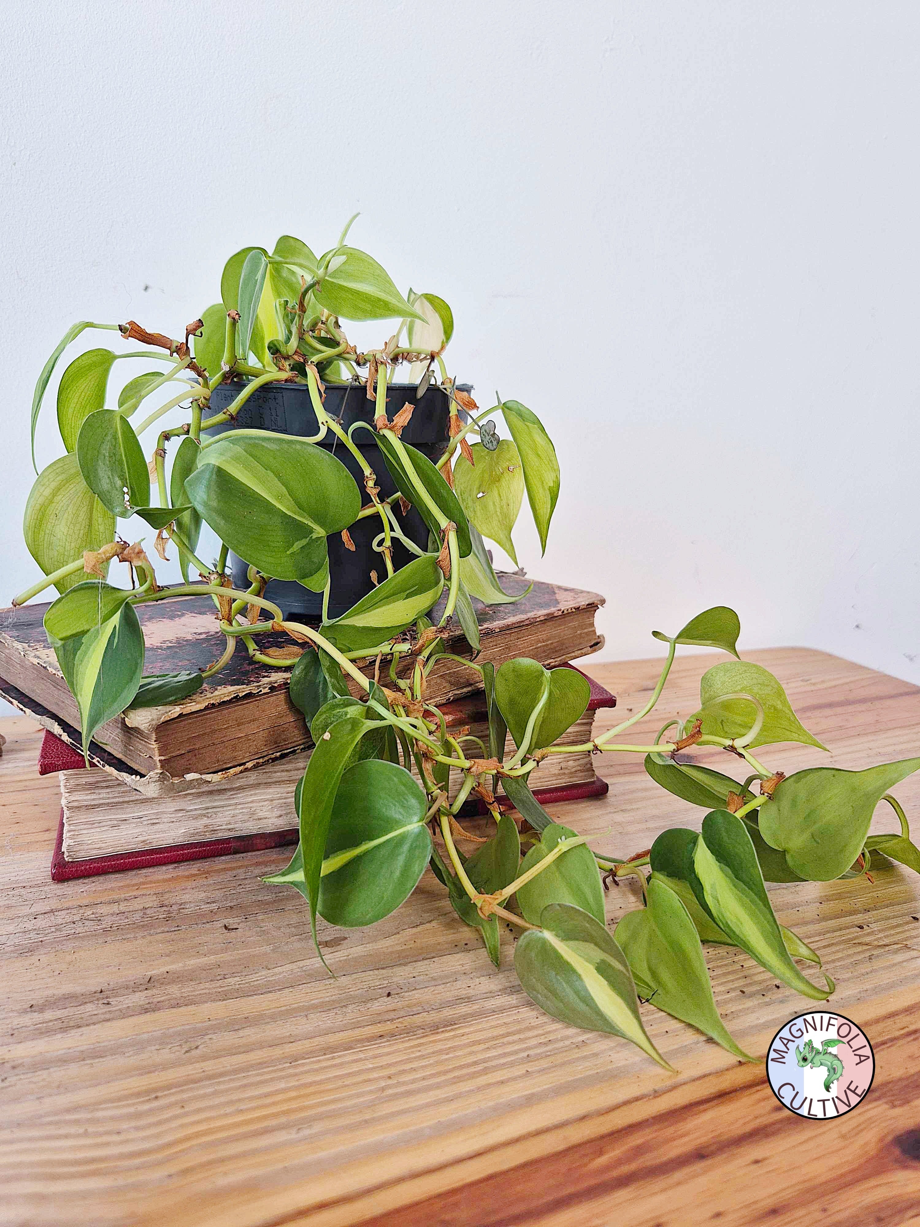 Philodendron hederaceum 'Brasil'