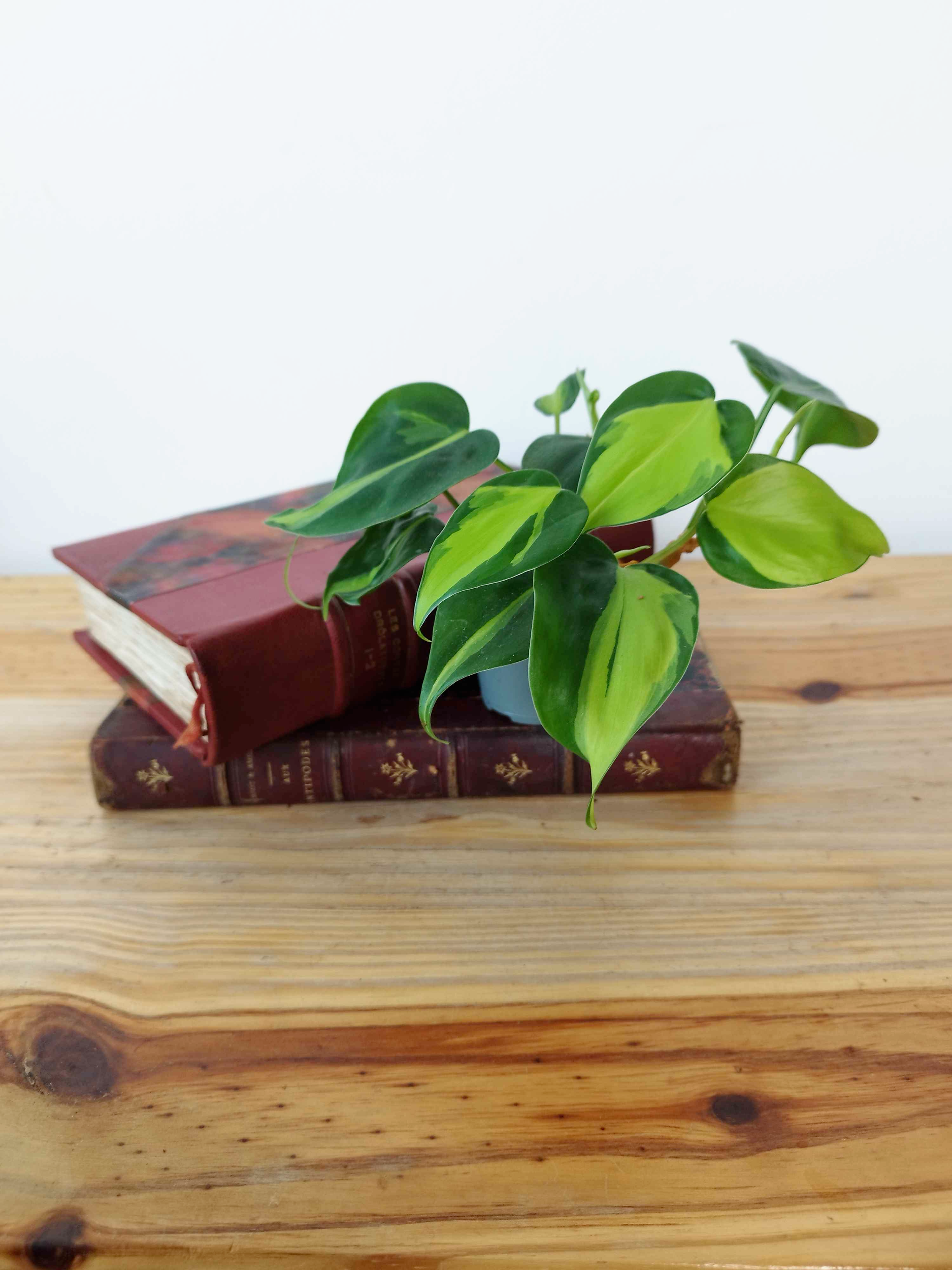 Philodendron hederaceum 'Brasil'