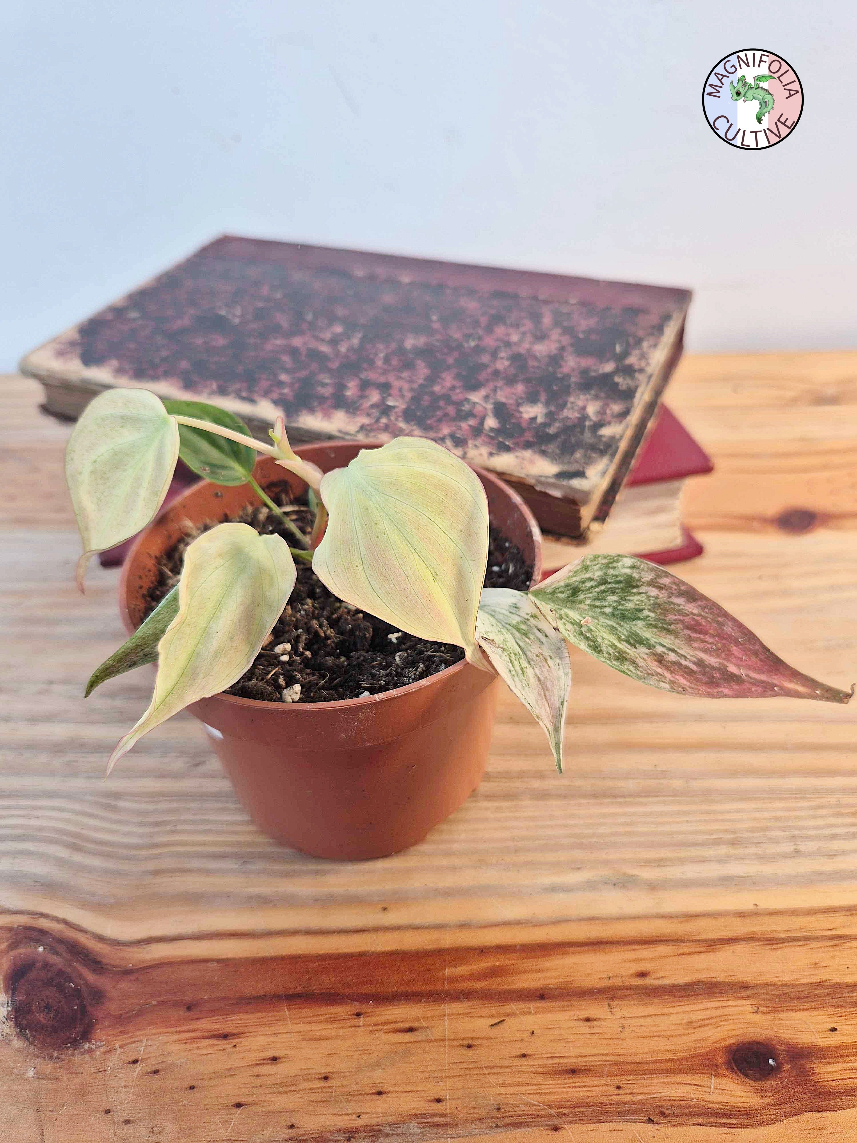 Philodendron scandens var. micans ' Marble Variegata'