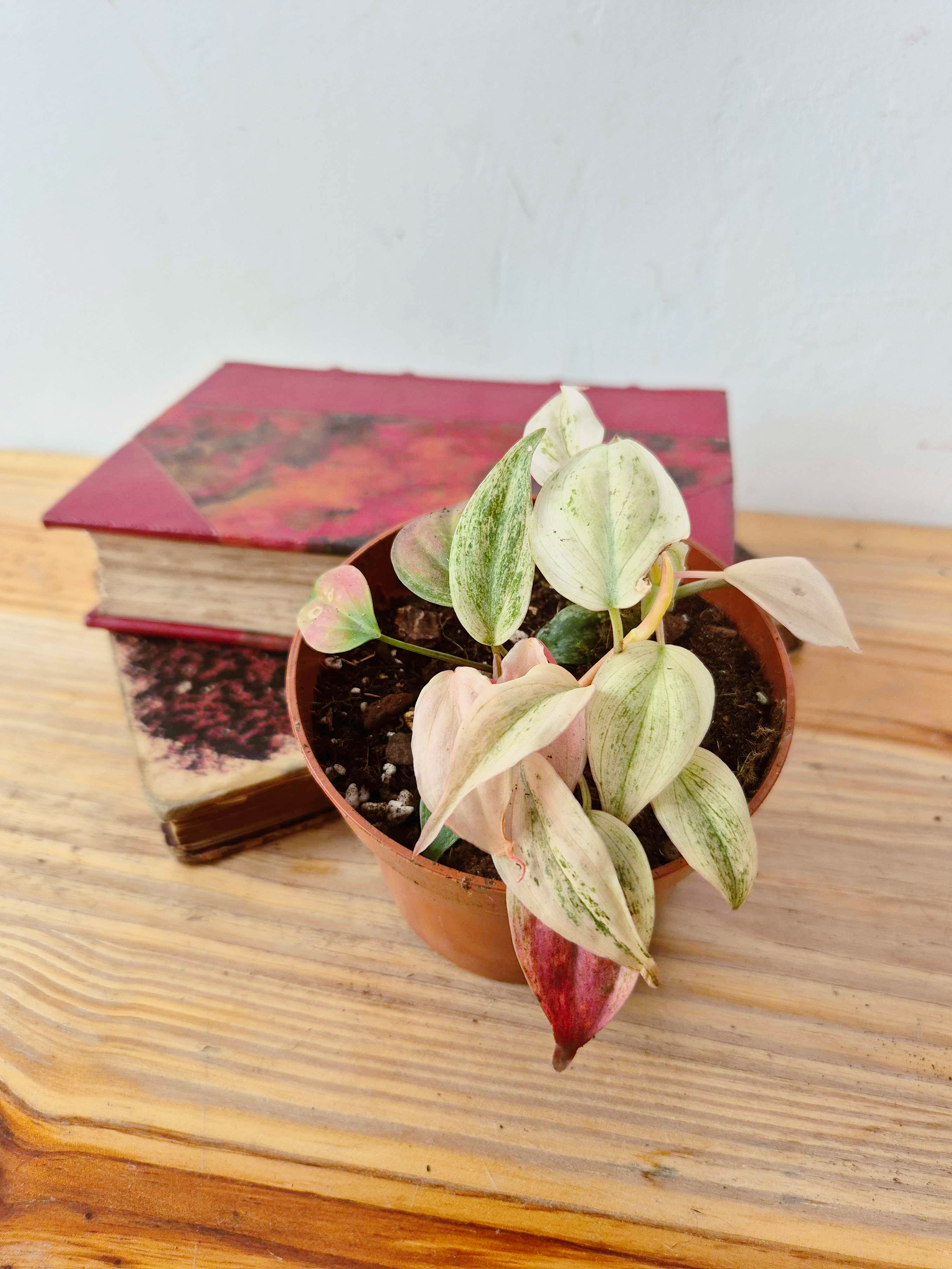 Philodendron scandens var. micans ' Marble Variegata'