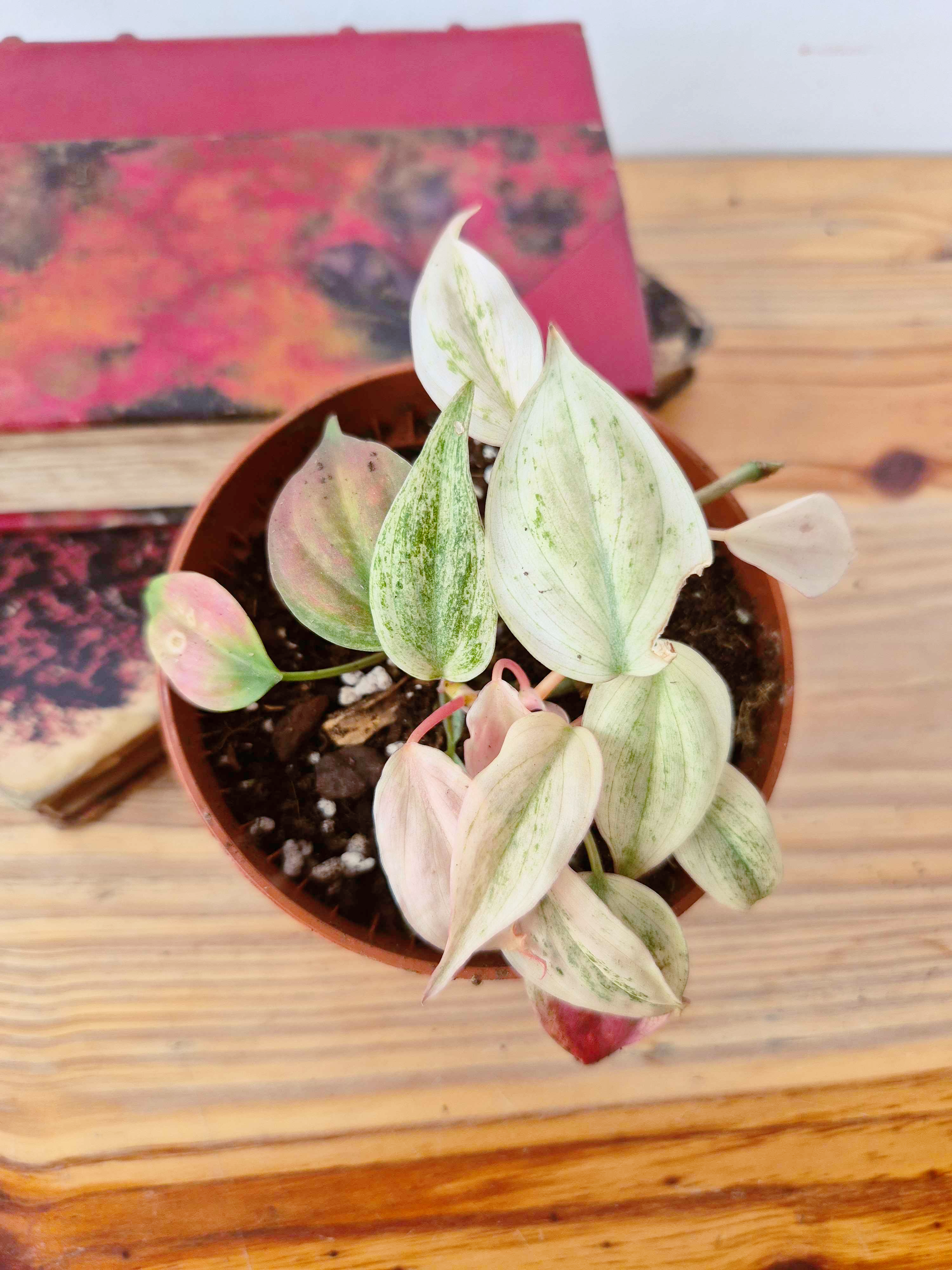 Philodendron scandens var. micans ' Marble Variegata'