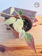 Philodendron scandens var. micans ' Marble Variegata'