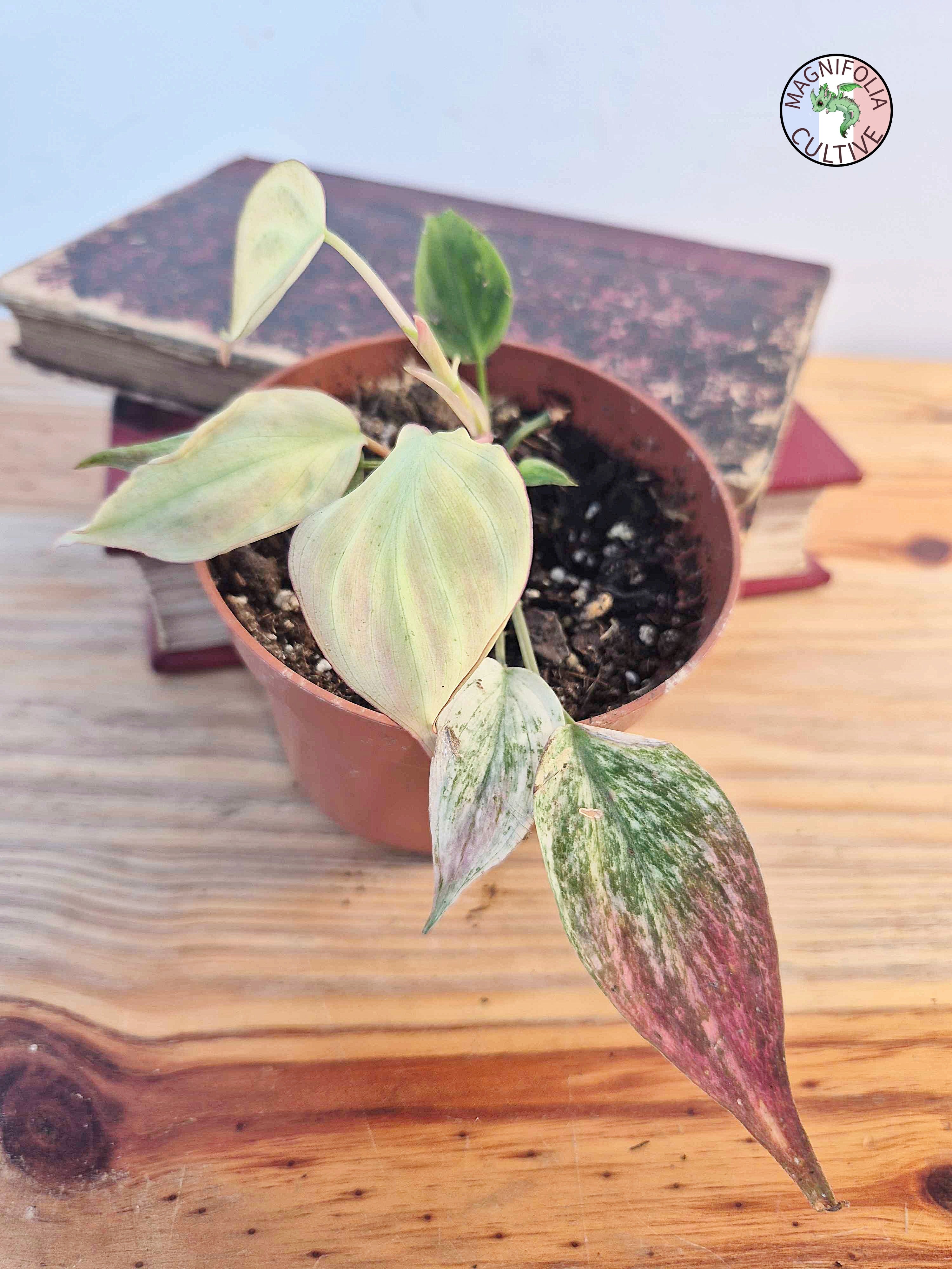 Philodendron scandens var. micans ' Marble Variegata'