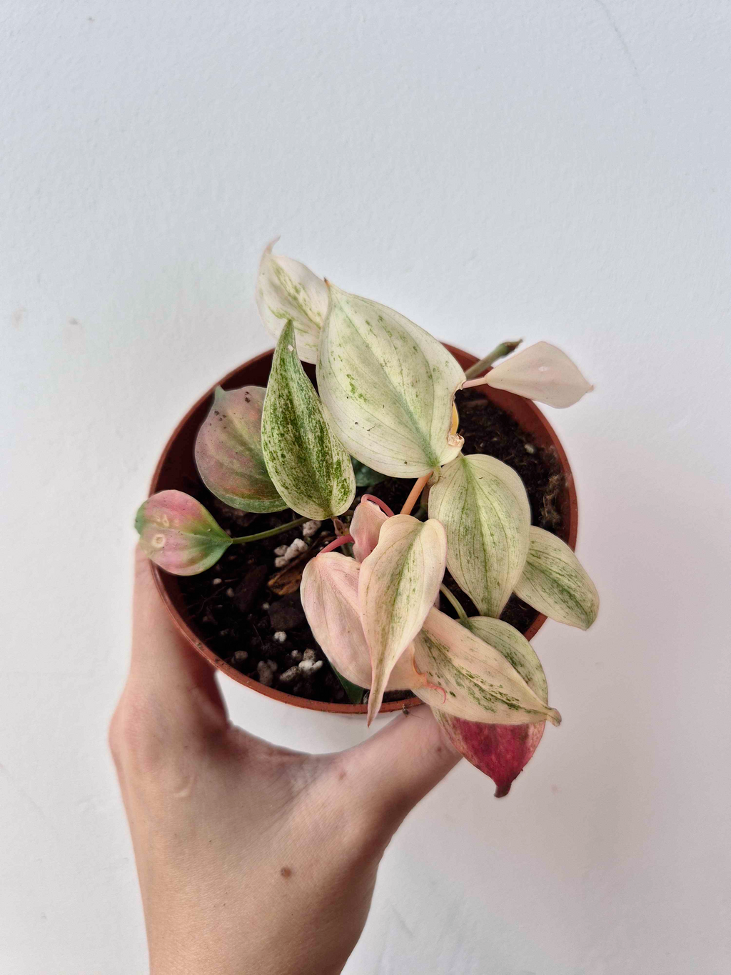 Philodendron scandens var. micans ' Marble Variegata'