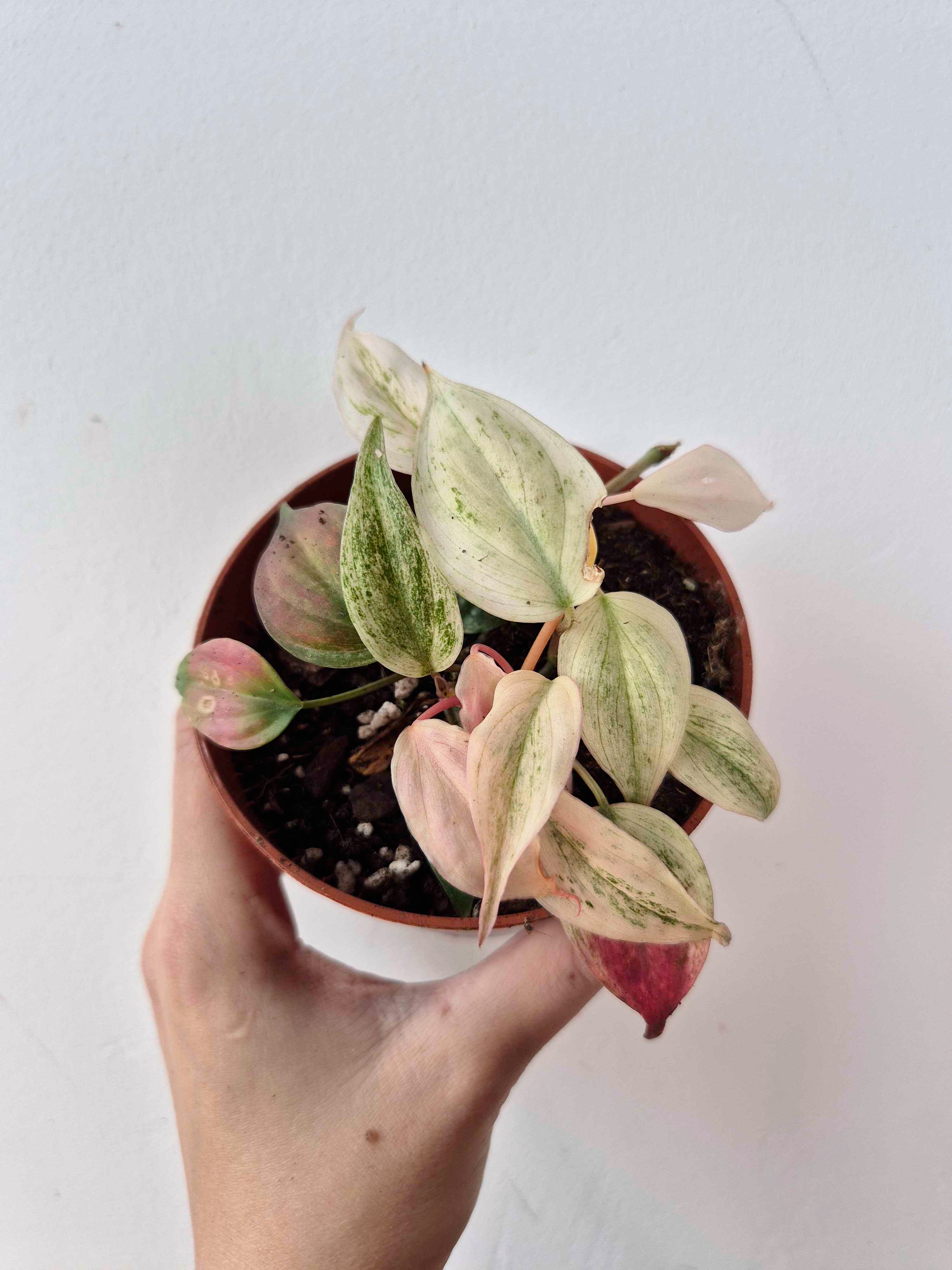 Philodendron scandens var. micans ' Marble Variegata'