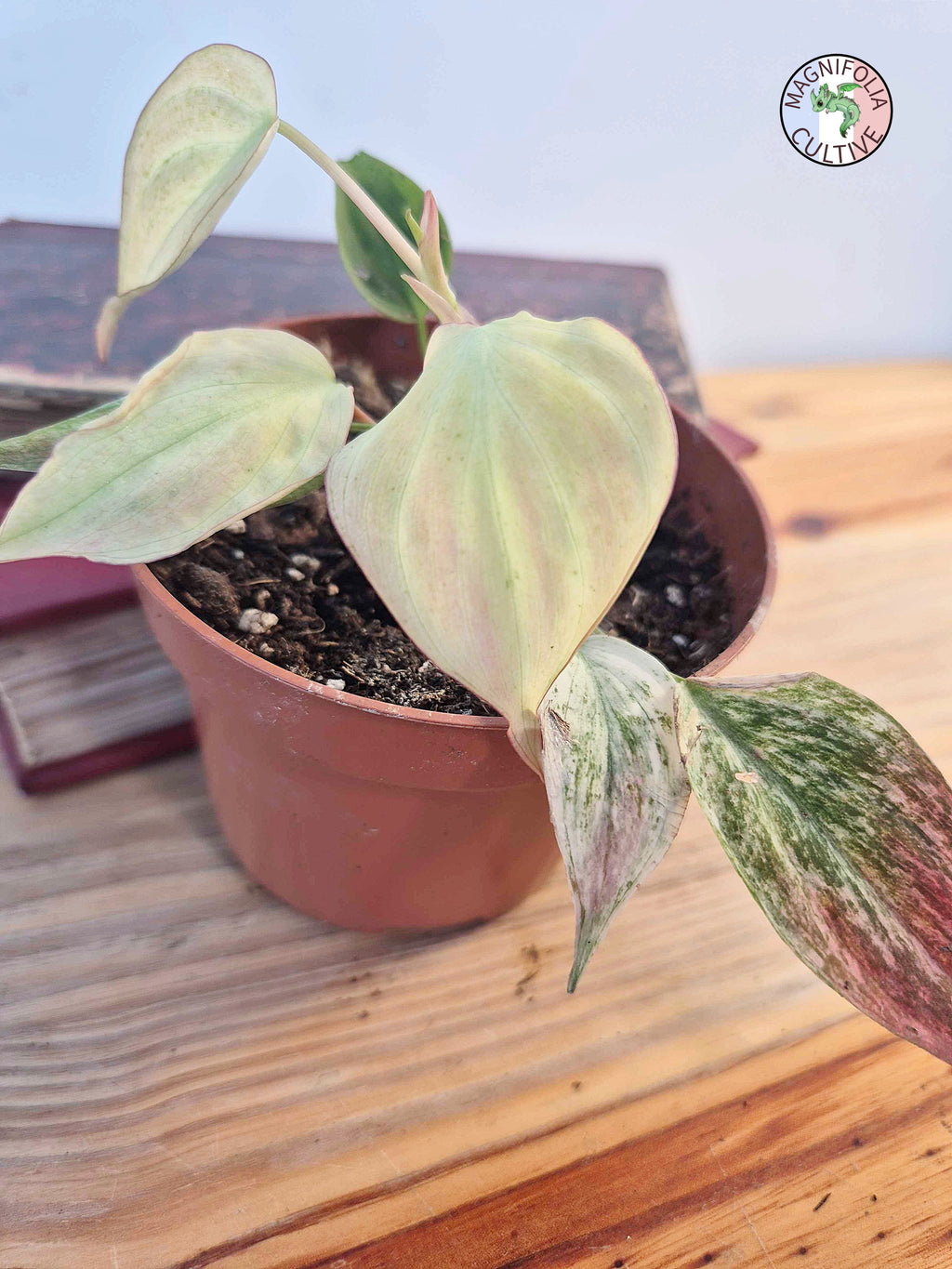 Philodendron scandens var. micans ' Marble Variegata'