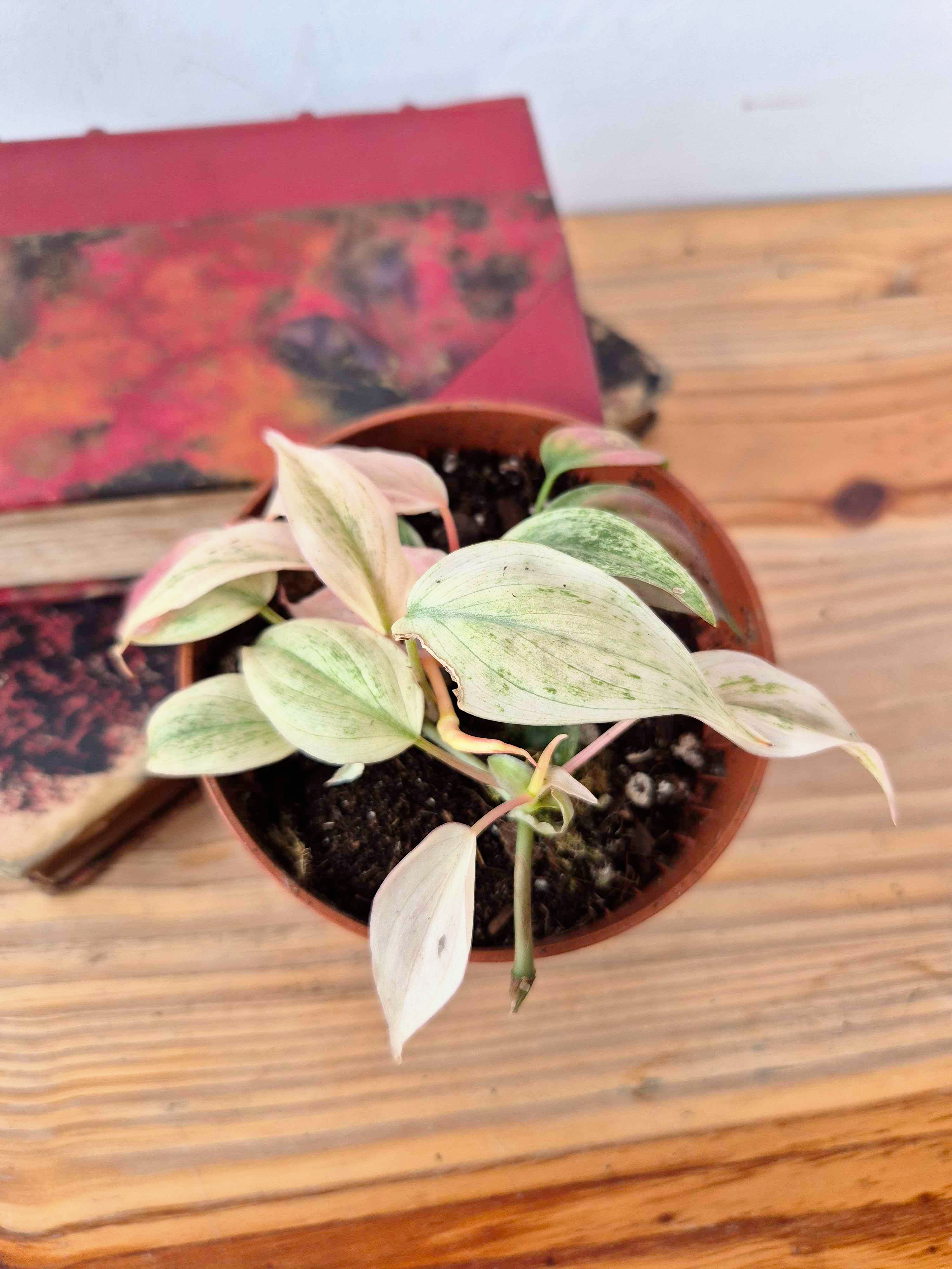 Philodendron scandens var. micans ' Marble Variegata'