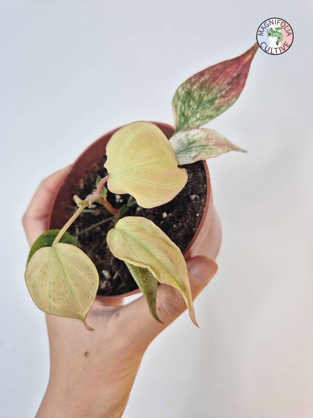 Philodendron scandens var. micans ' Marble Variegata'