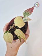 Philodendron scandens var. micans ' Marble Variegata'