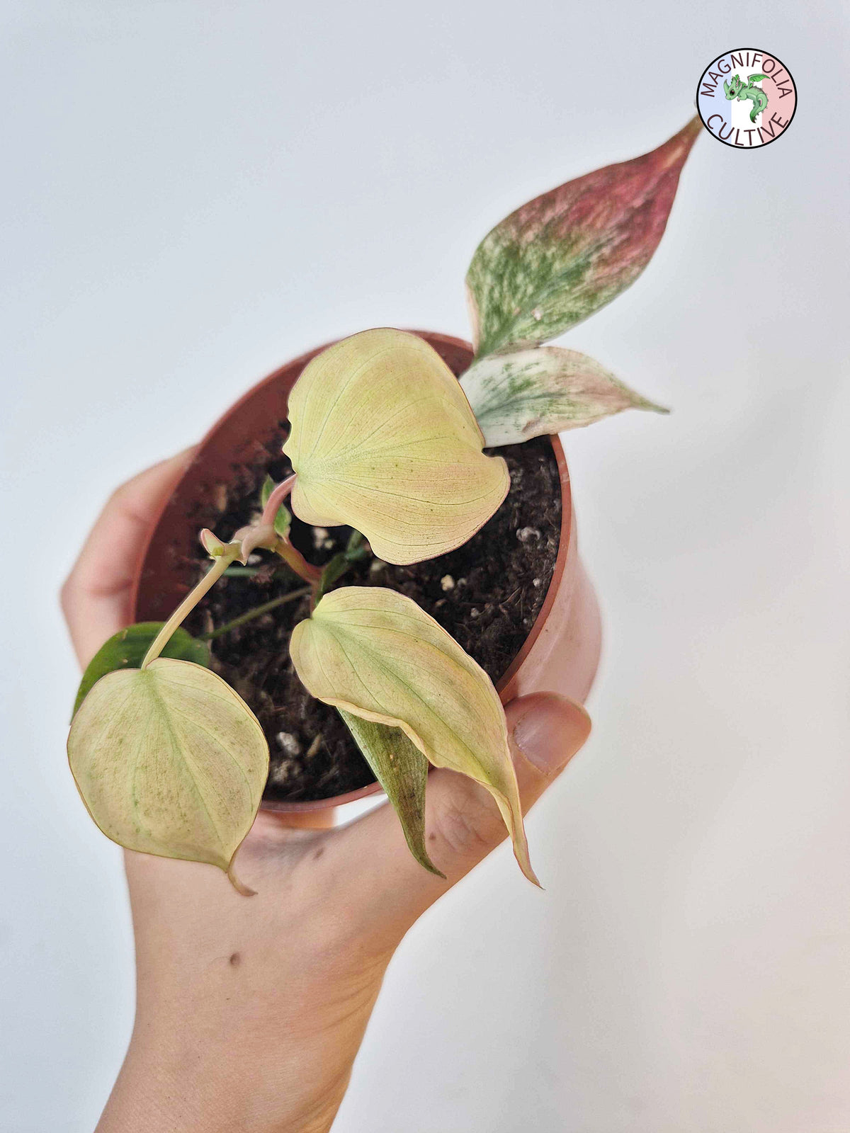 Philodendron scandens var. micans ' Marble Variegata'