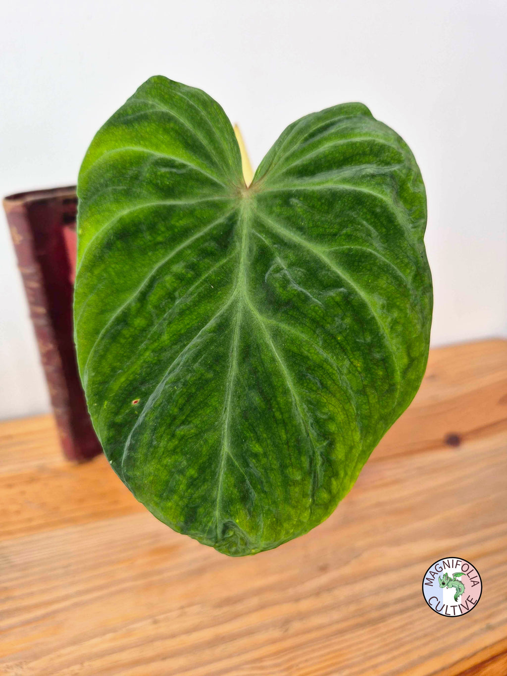 Philodendron verrucosum
