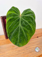 Philodendron verrucosum