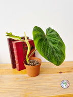Philodendron verrucosum
