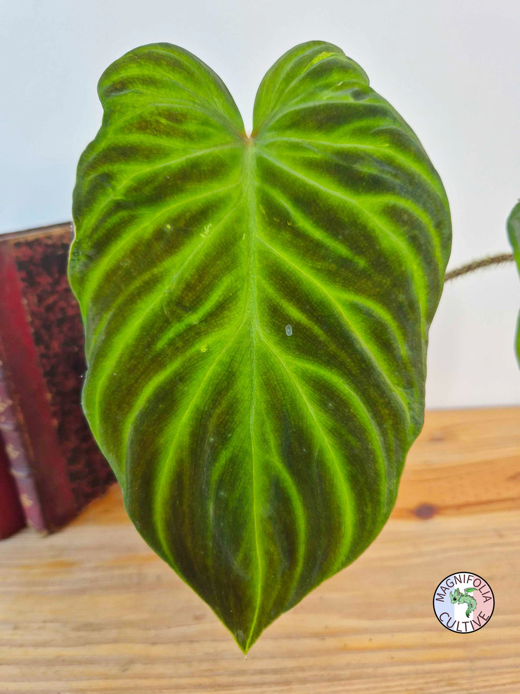 Philodendron verrucosum