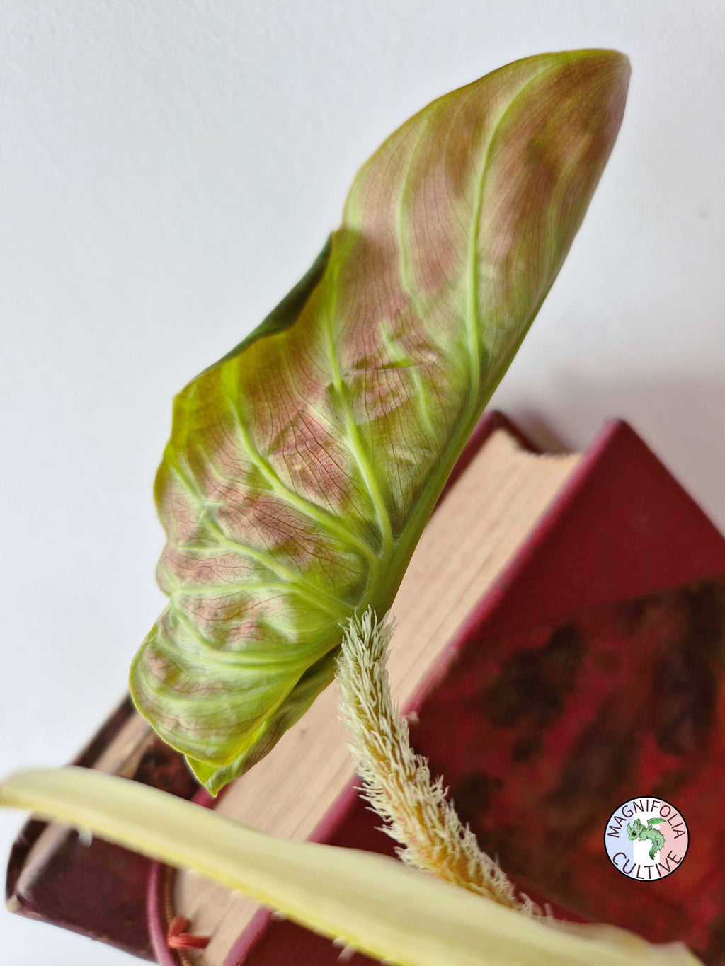 Philodendron verrucosum