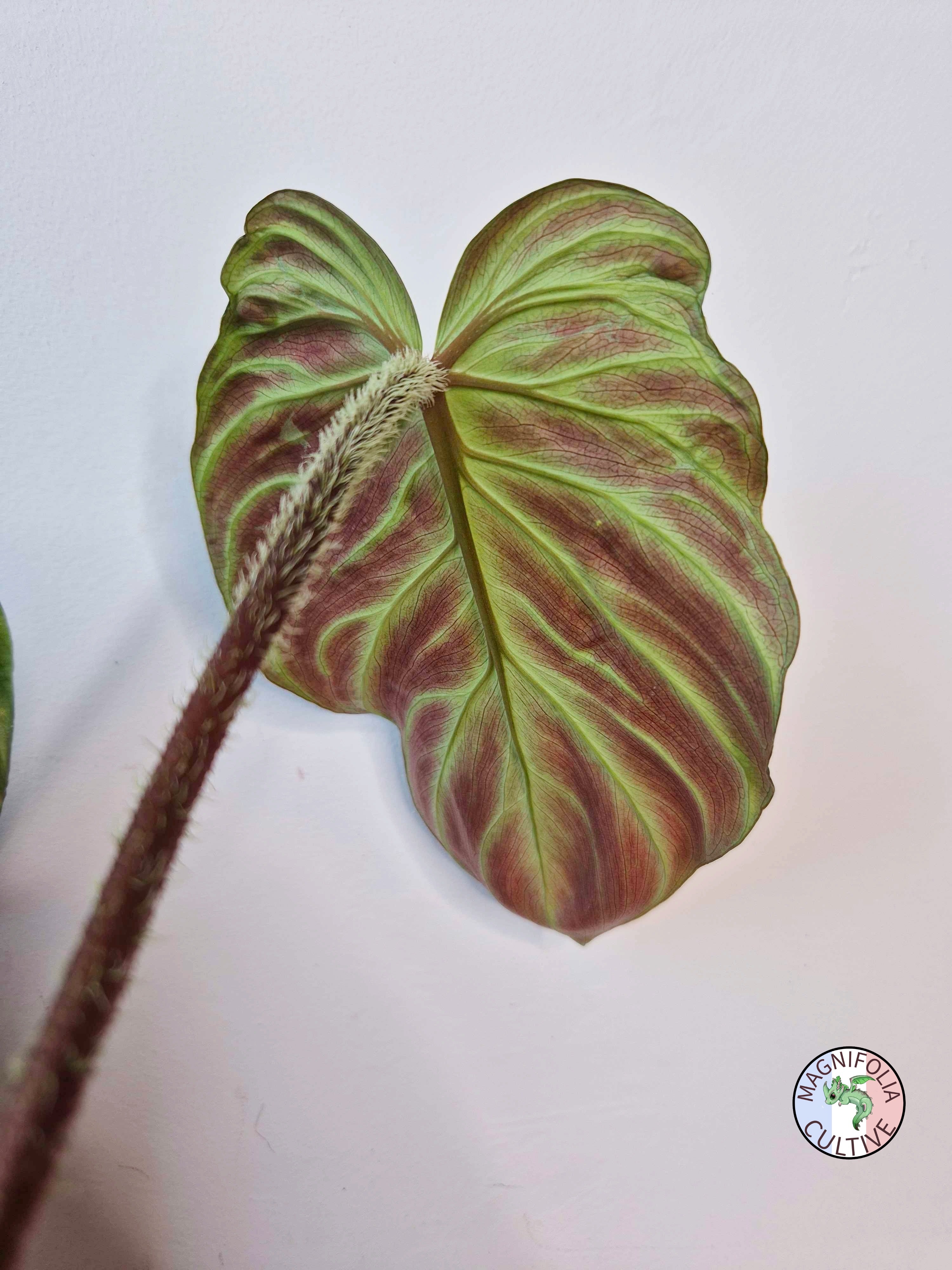 Philodendron verrucosum