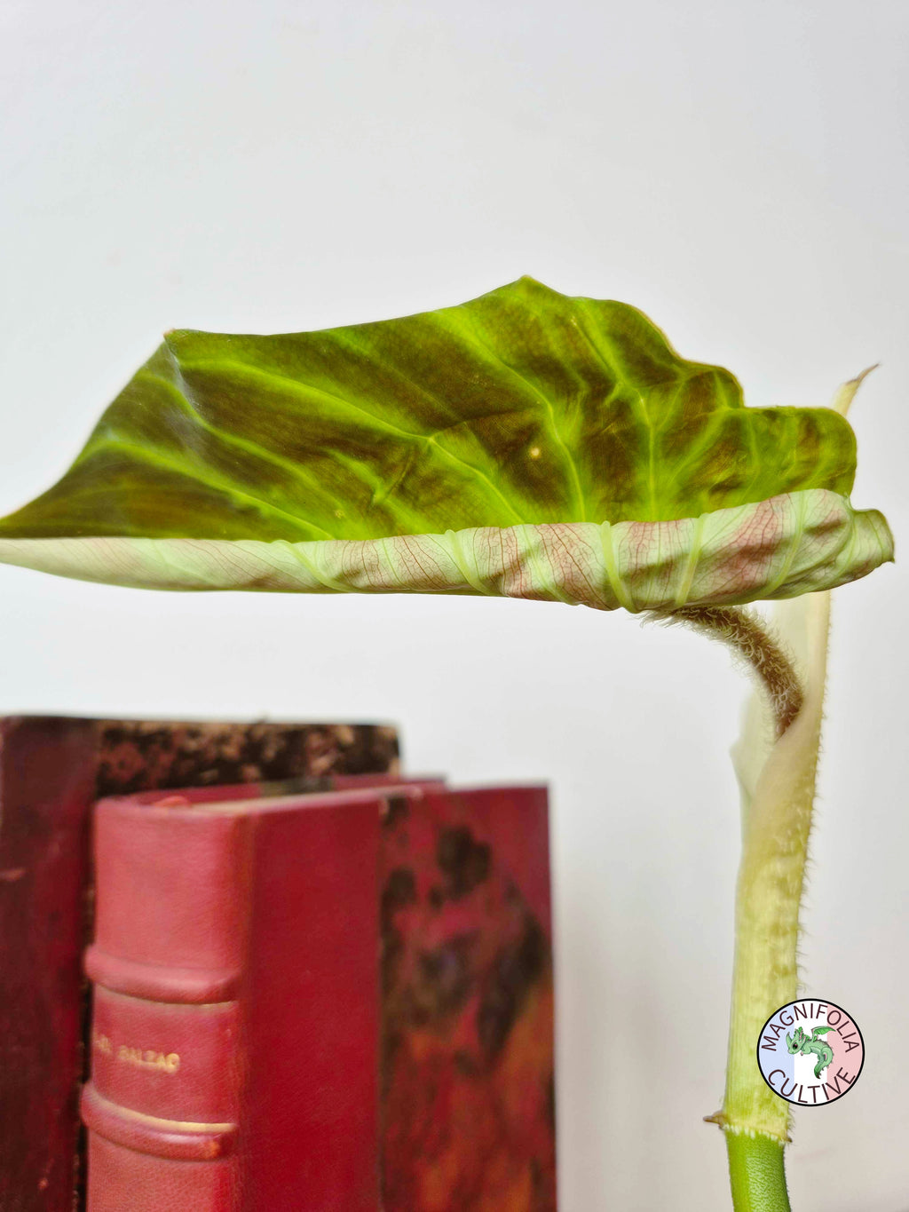 Philodendron verrucosum