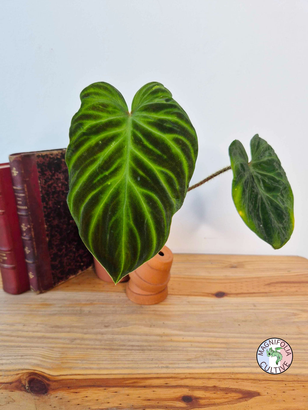 Philodendron verrucosum