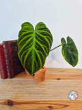 Philodendron verrucosum