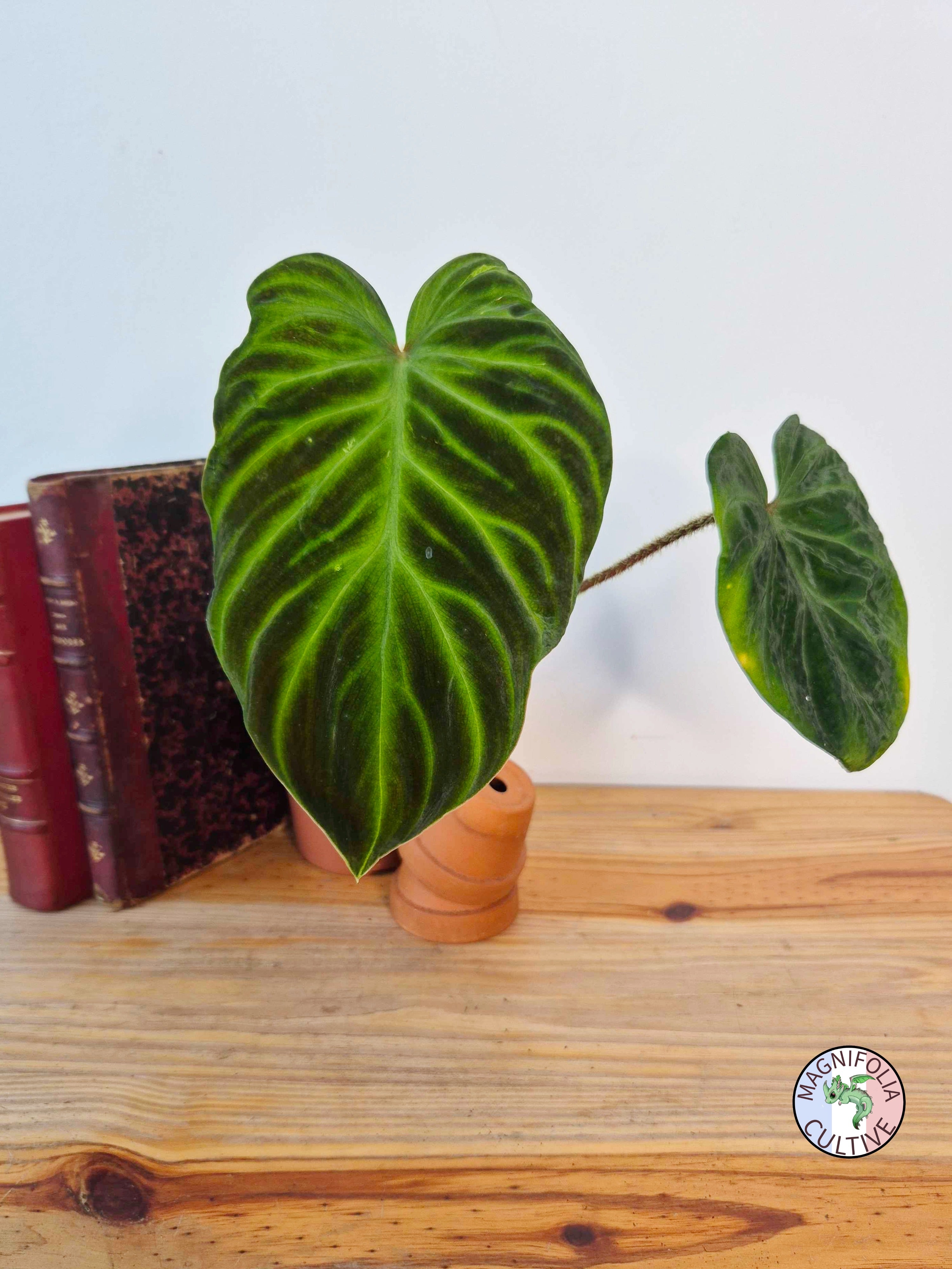 Philodendron verrucosum