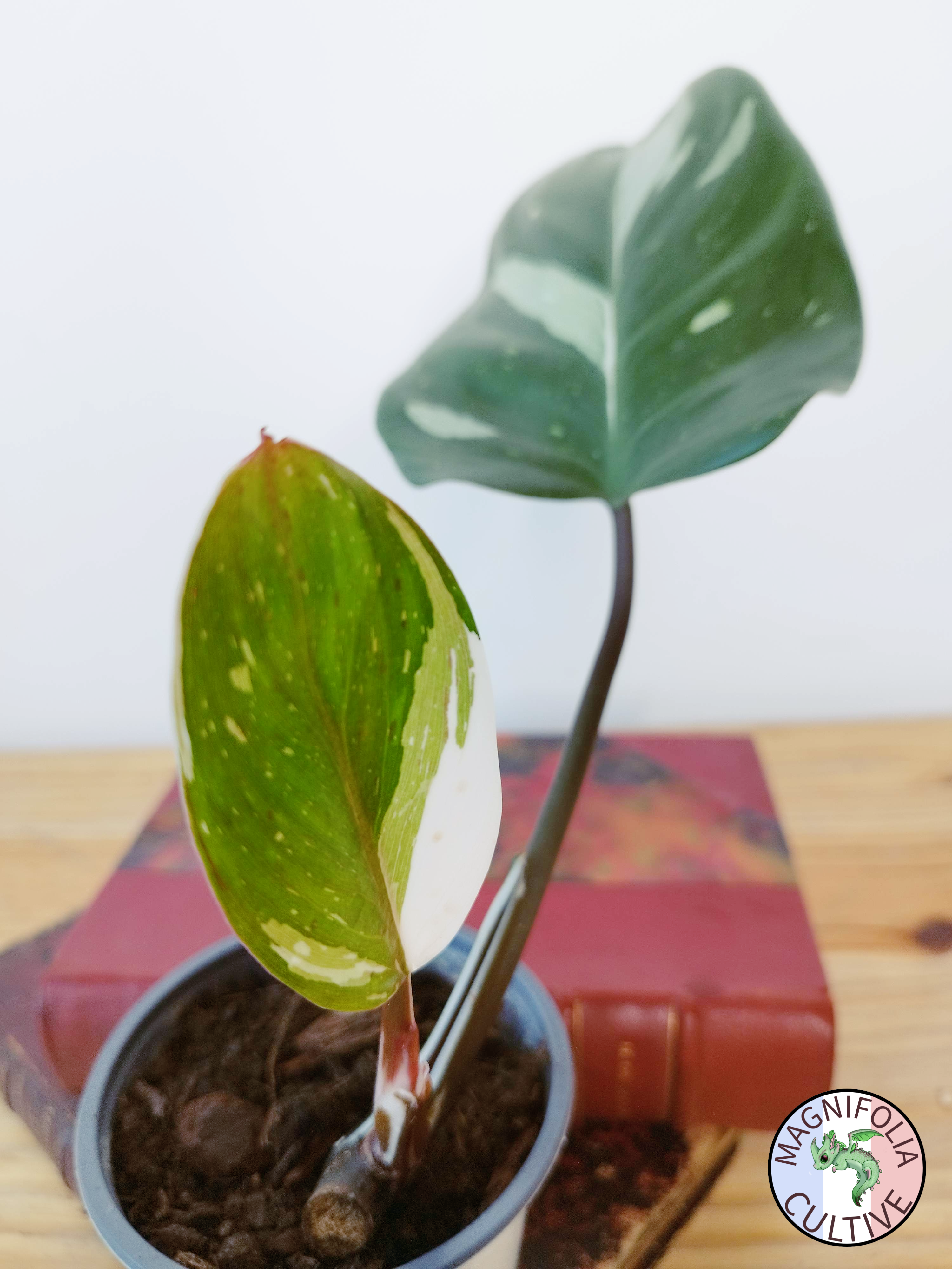 Philodendron 'White Knight'