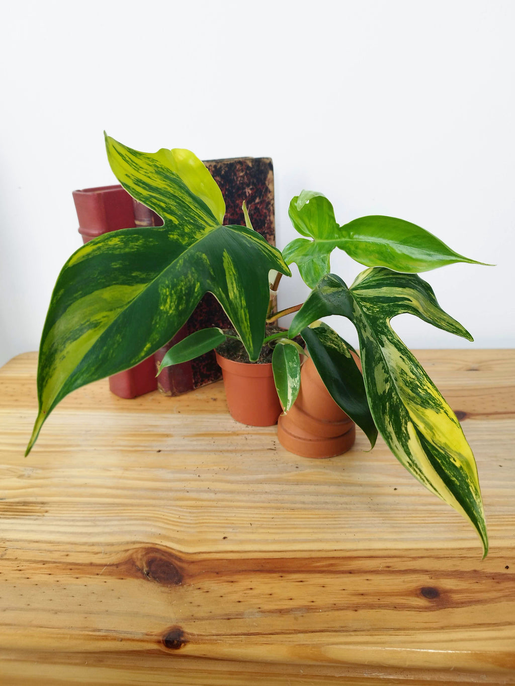 Philodendron "Florida Beauty"