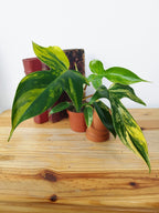 Philodendron "Florida Beauty"