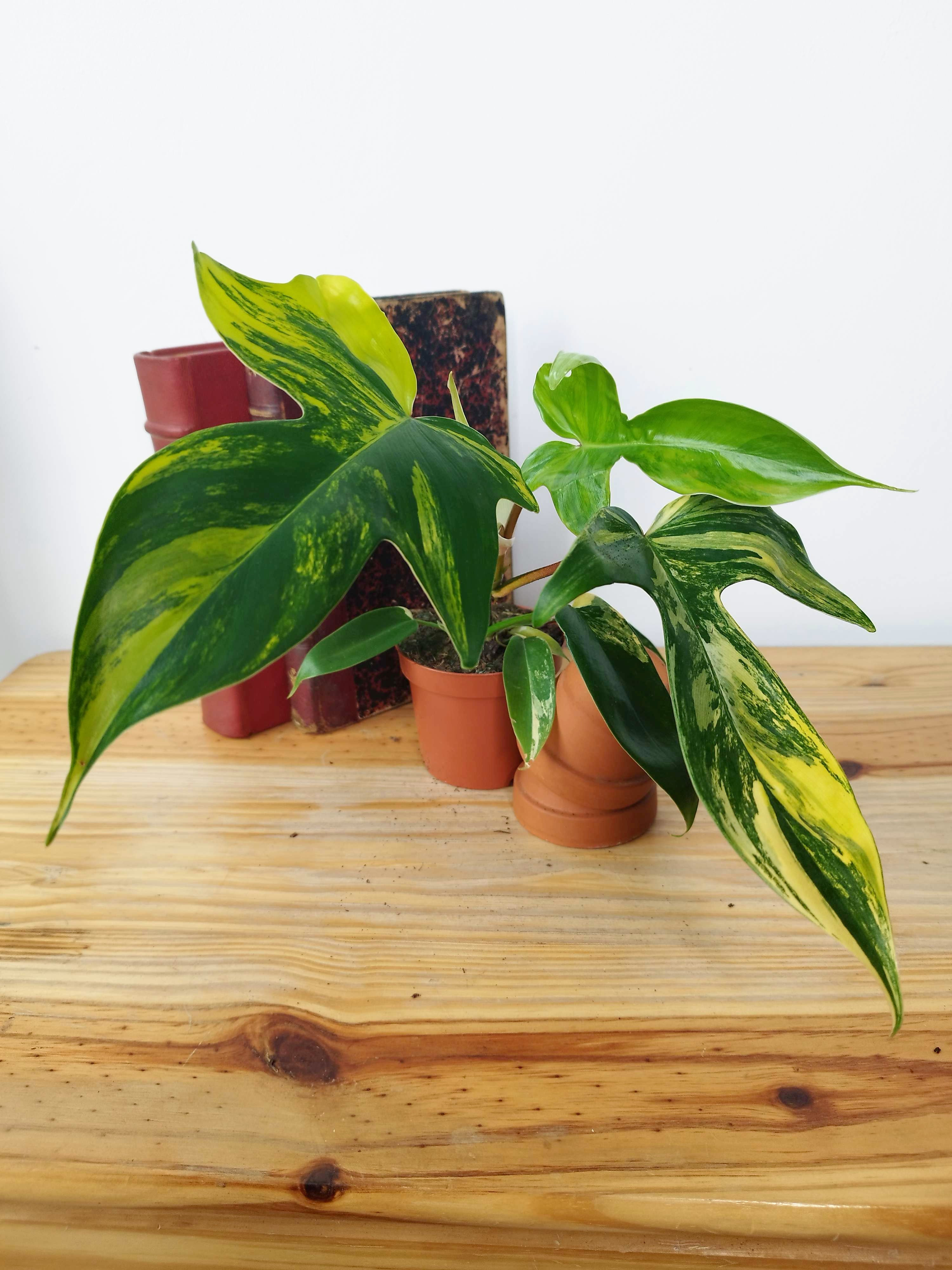 Philodendron "Florida Beauty"