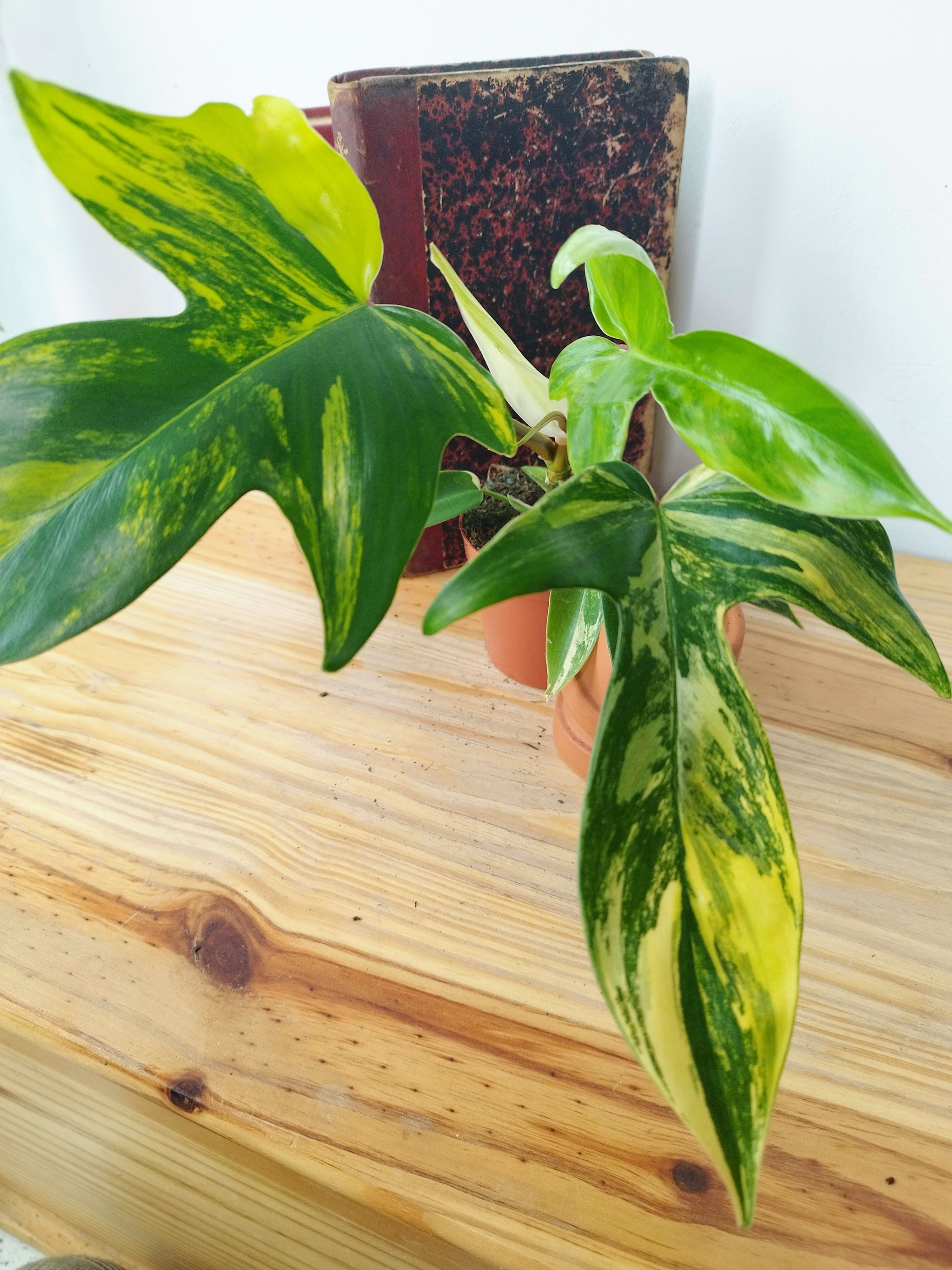 Philodendron "Florida Beauty"