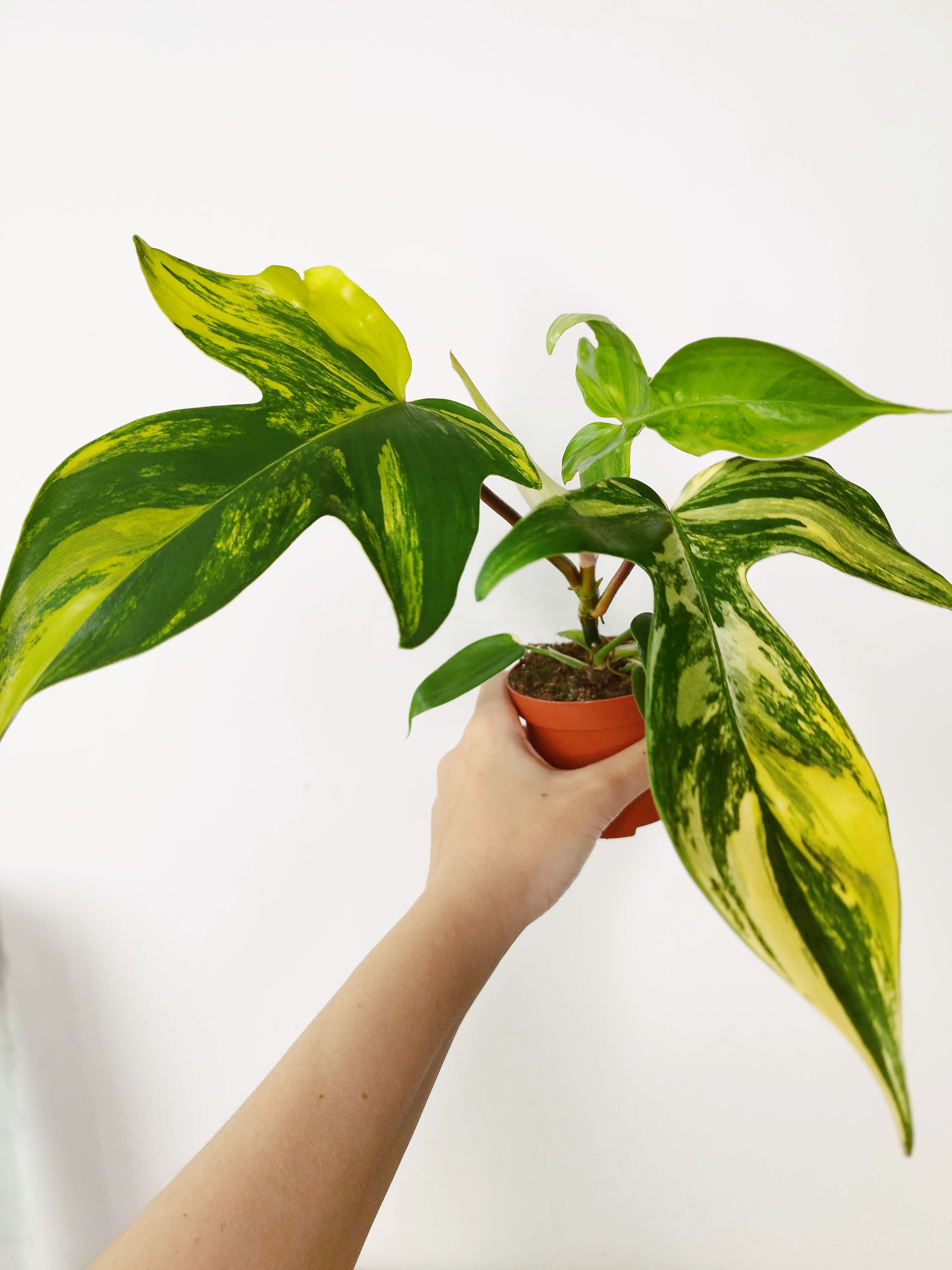 Philodendron "Florida Beauty"