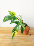 Philodendron "Florida Beauty"