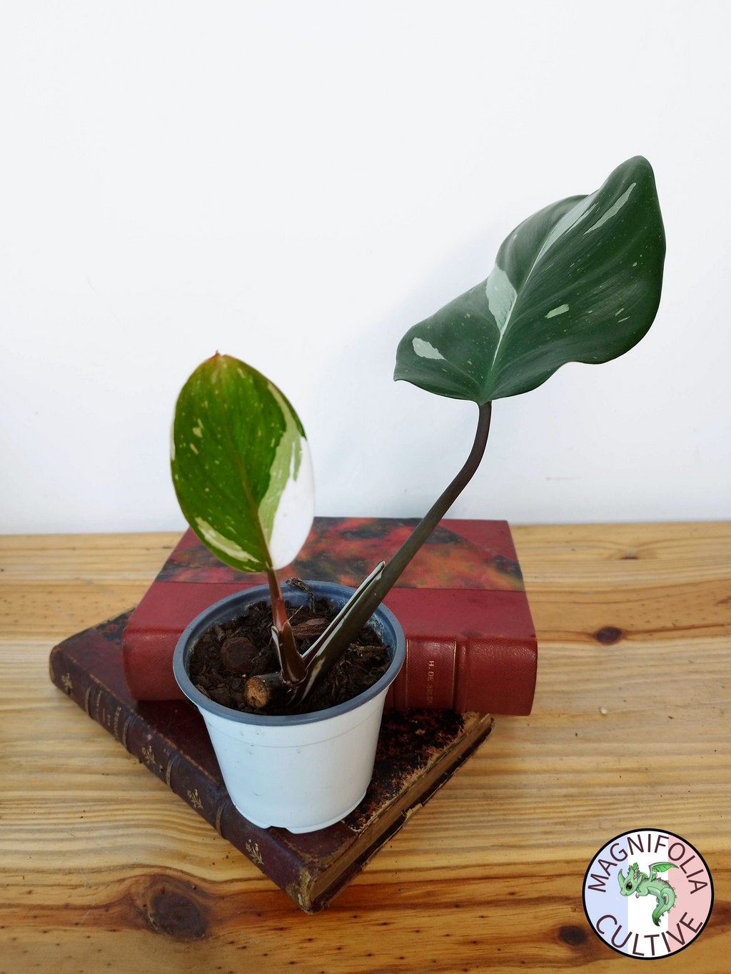 Philodendron 'White Knight'
