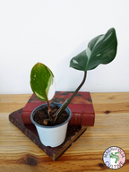 Philodendron 'White Knight'