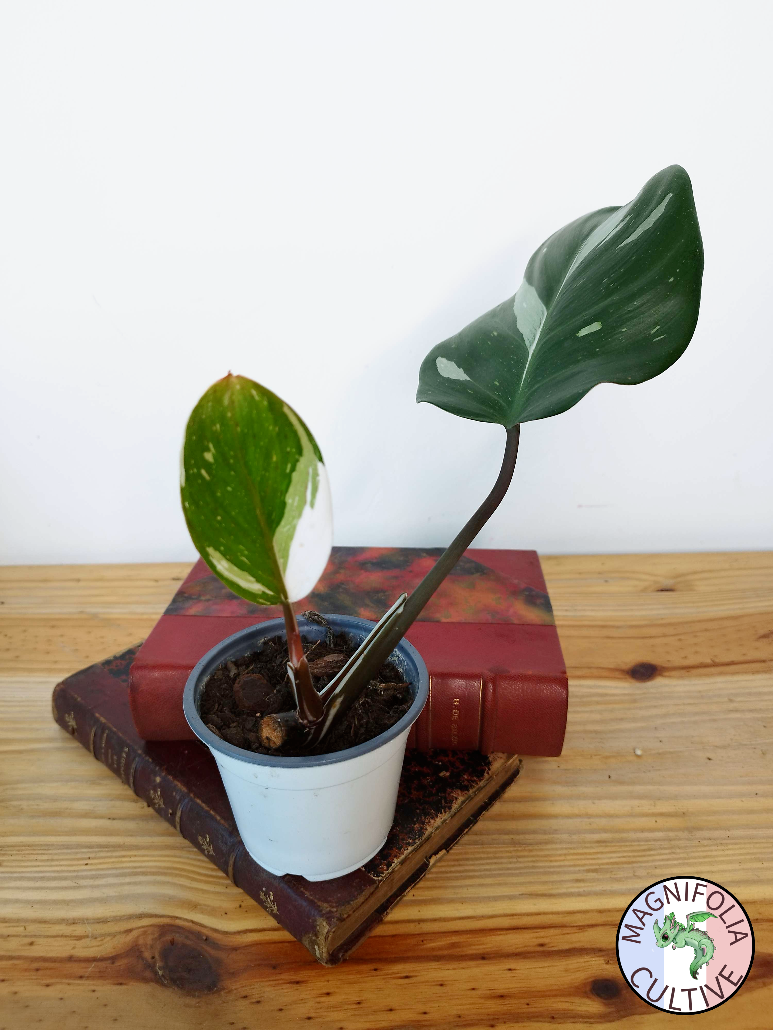 Philodendron 'White Knight'