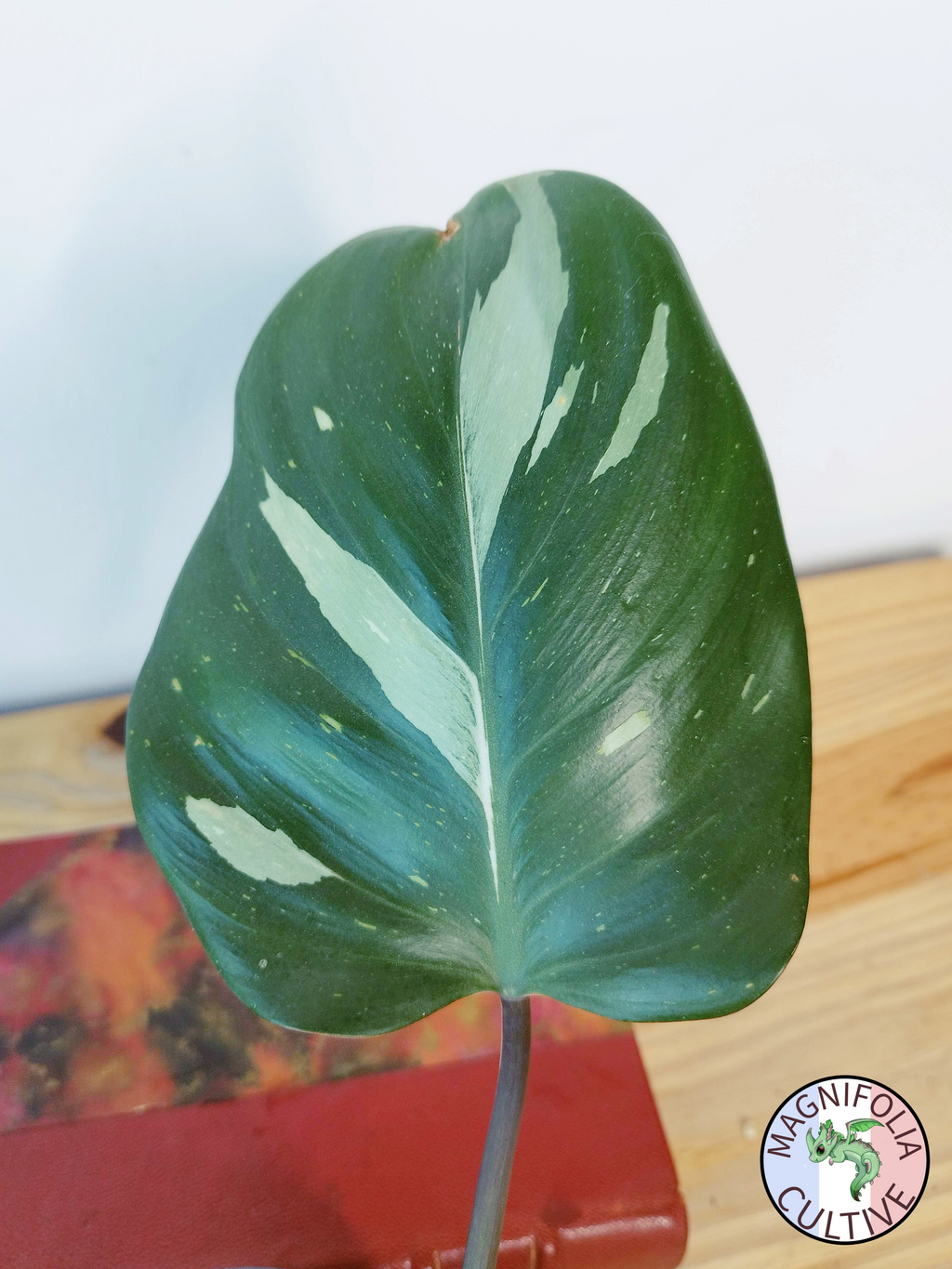 Philodendron 'White Knight'