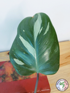 Philodendron 'White Knight'