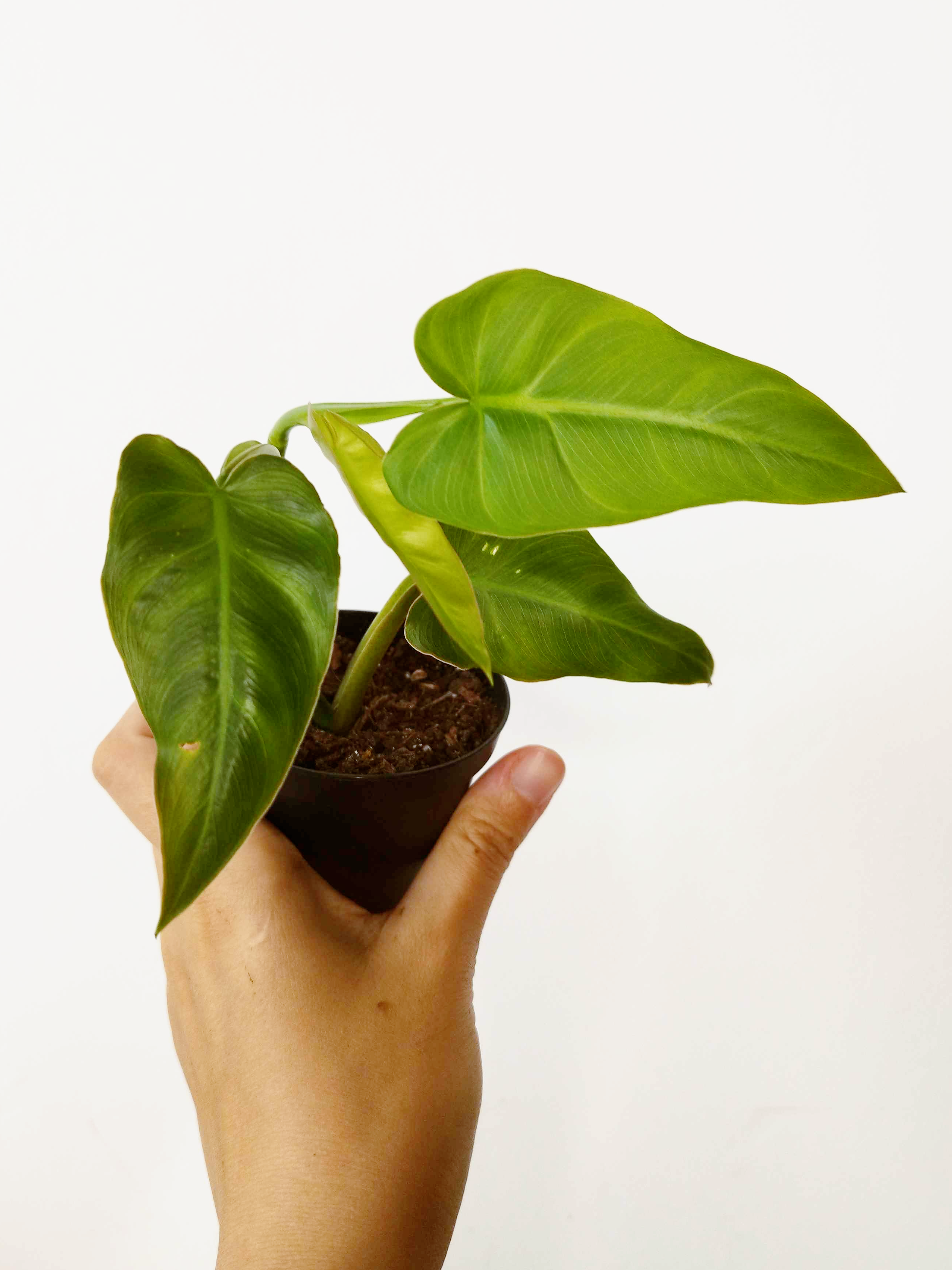 Philodendron maximum