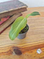 Philodendron maximum