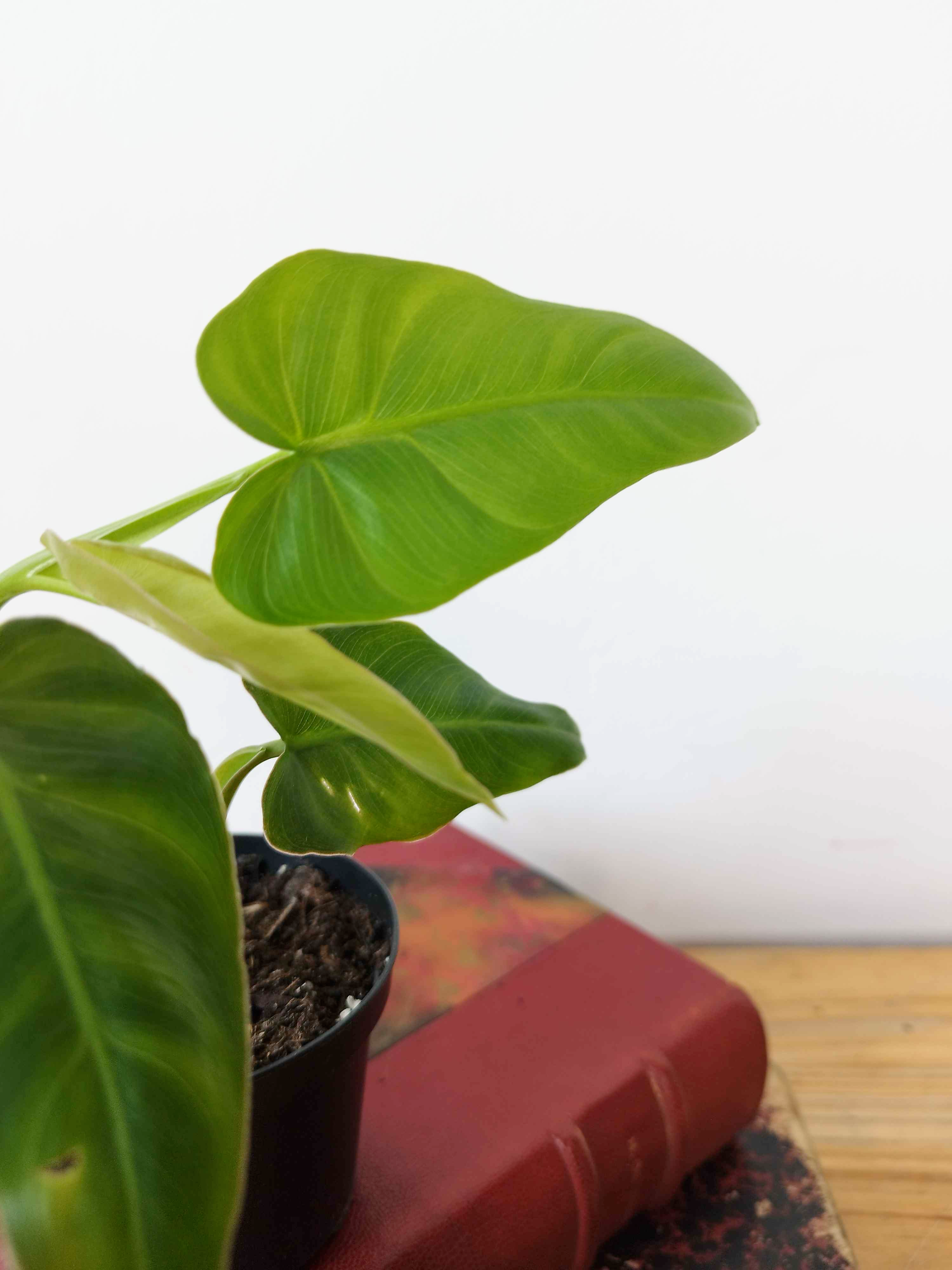 Philodendron maximum