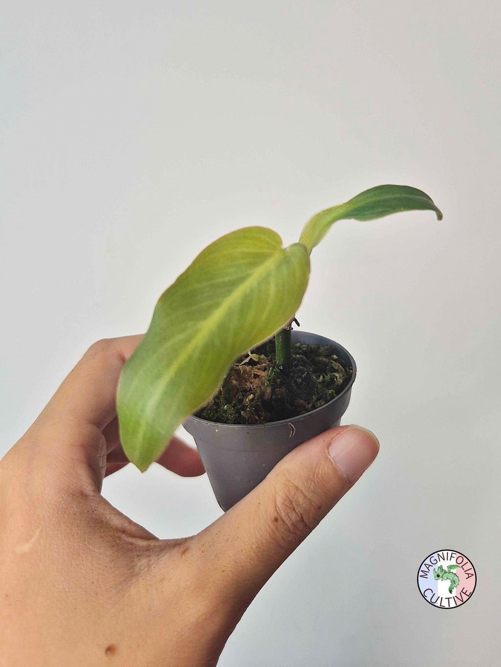 Philodendron maximum