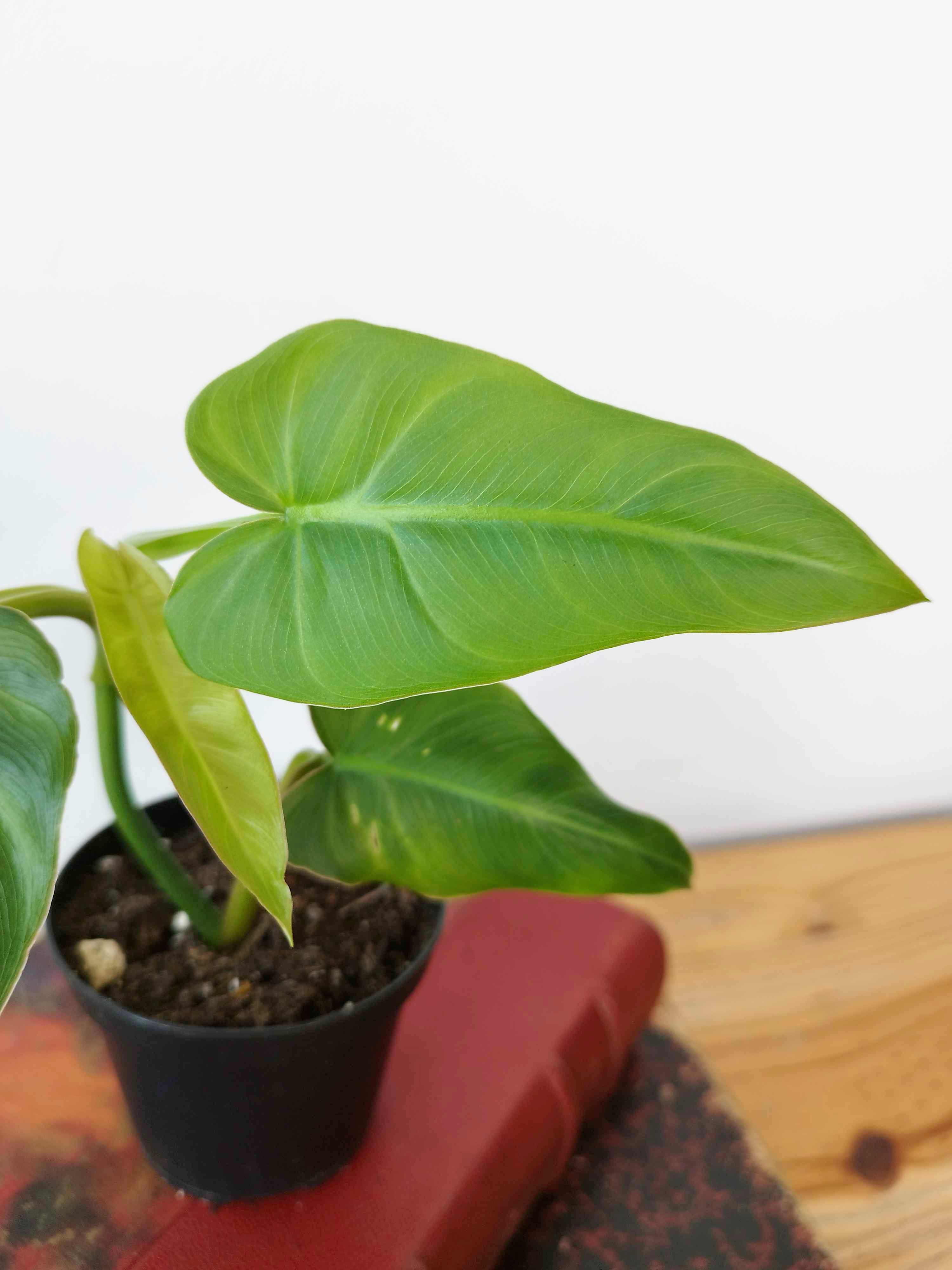 Philodendron maximum