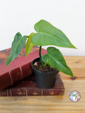 Philodendron maximum