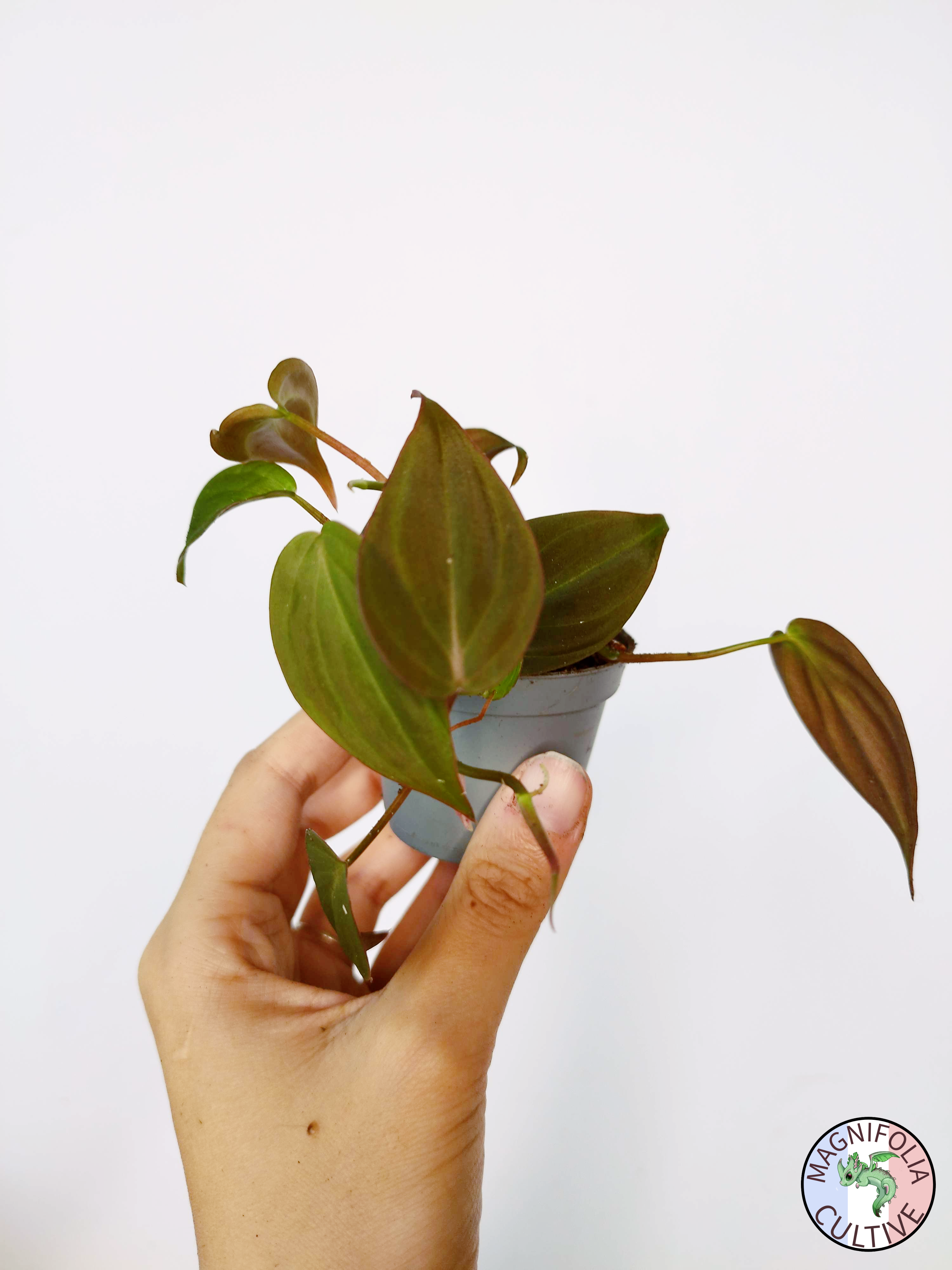 Philodendron scandens 'Micans'